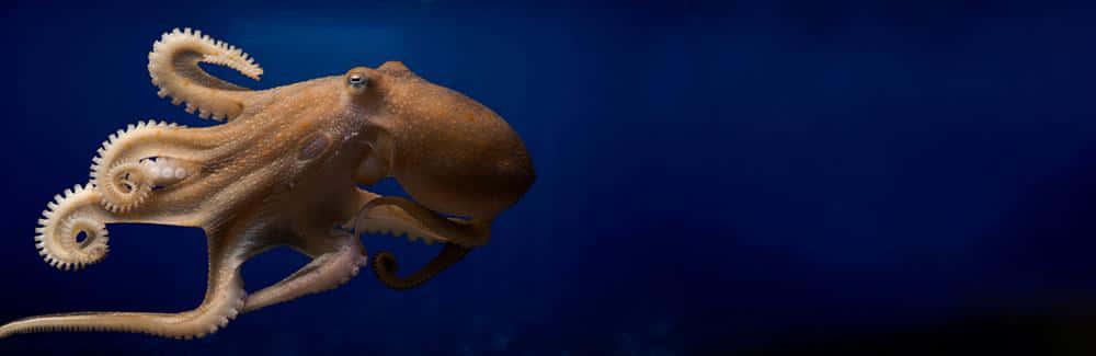 Beautiful Close-up Of A Cephalopod Wallpaper