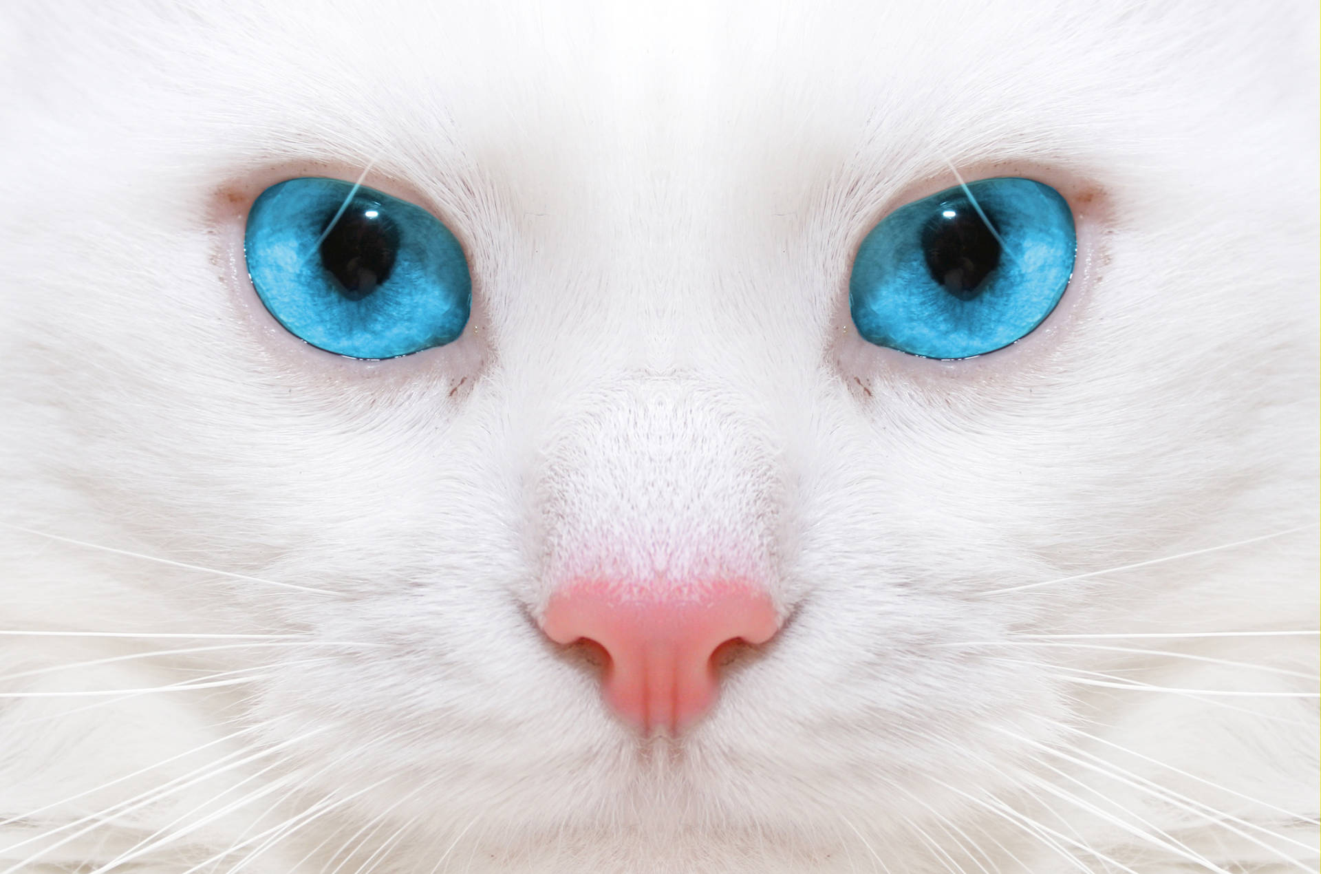 The soulful stare of a beautiful cat Wallpaper