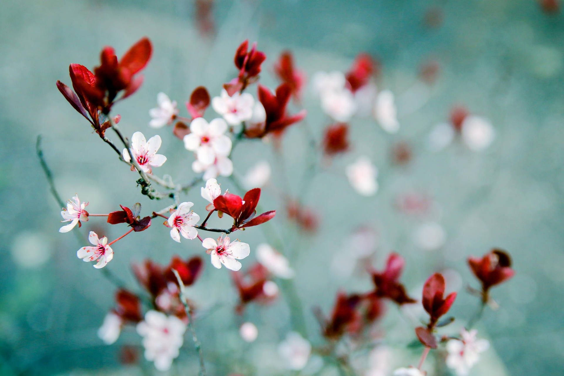 Vibrant Spring Flowers Wallpaper