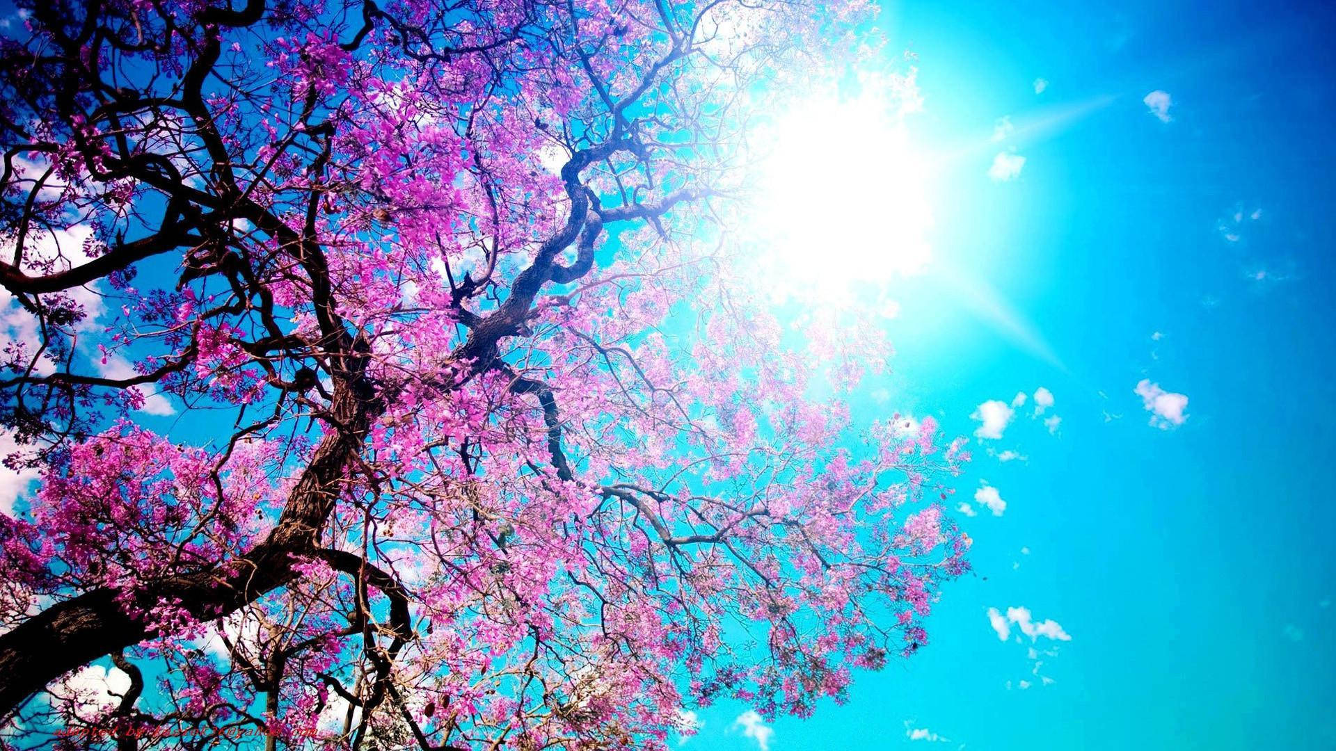 Beautiful Cool Cherry Blossoms Wallpaper