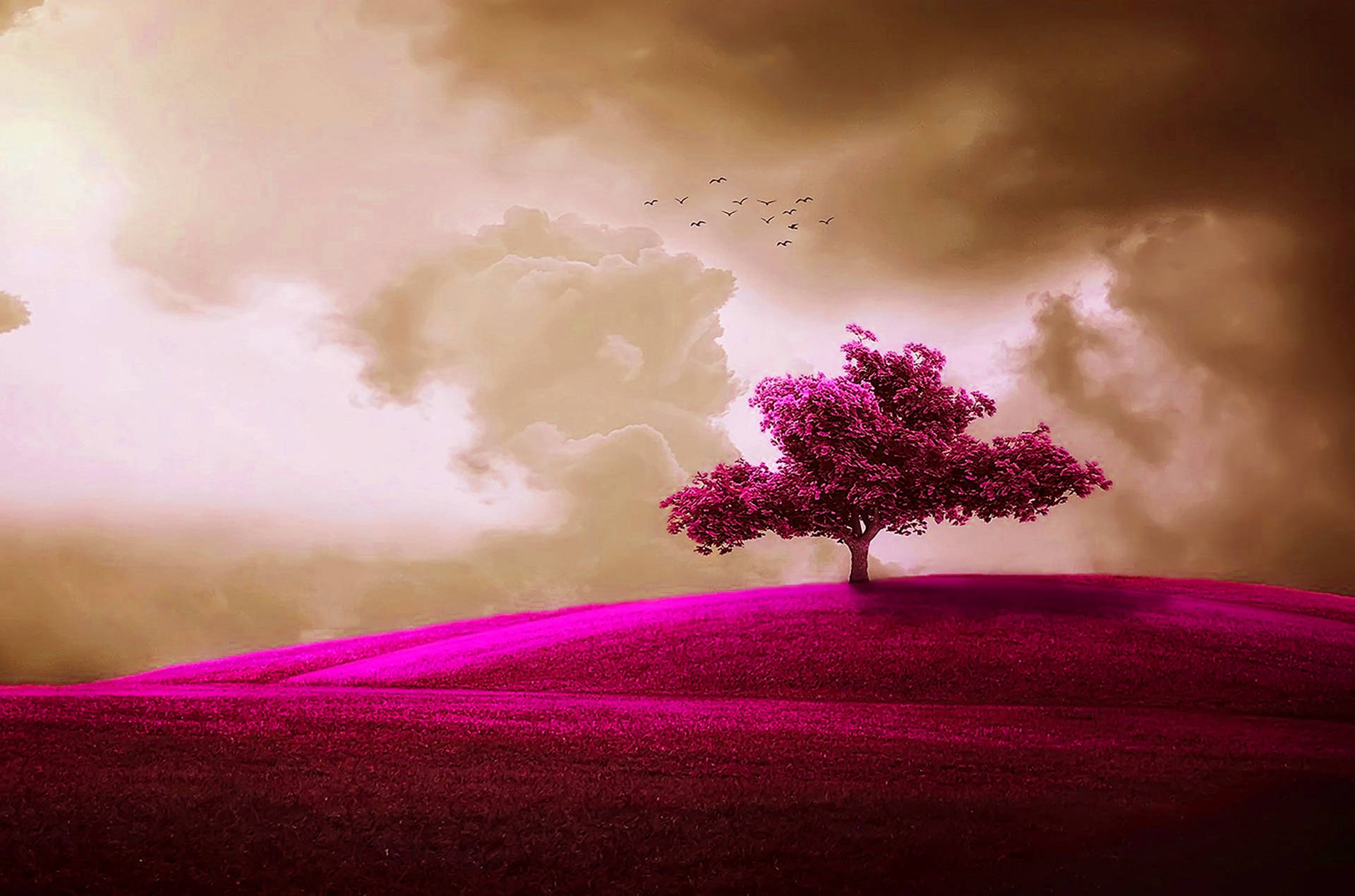 Smuk Cool Pink Tree baggrund. Wallpaper