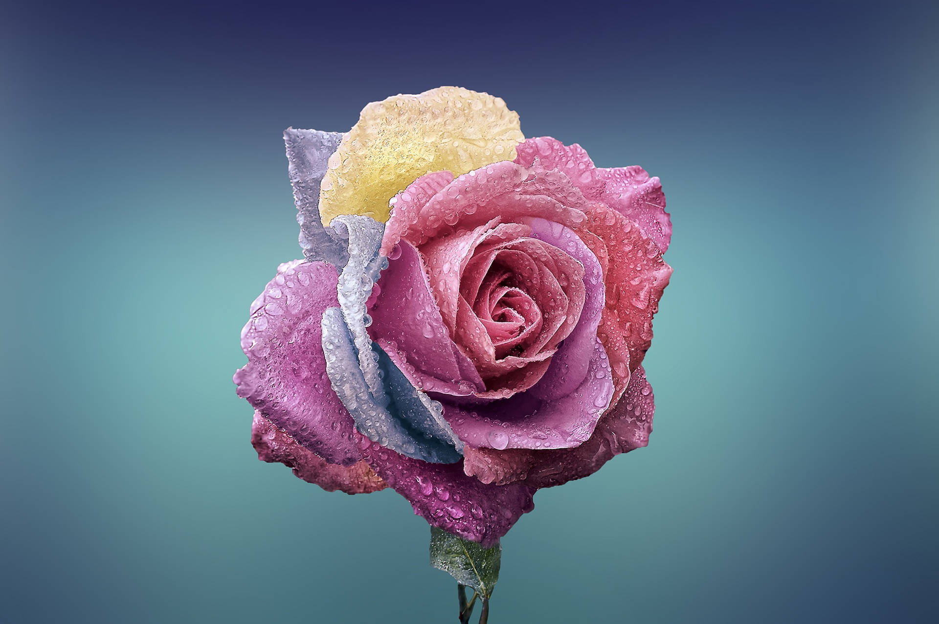 Beautiful Cool Rose Wallpaper