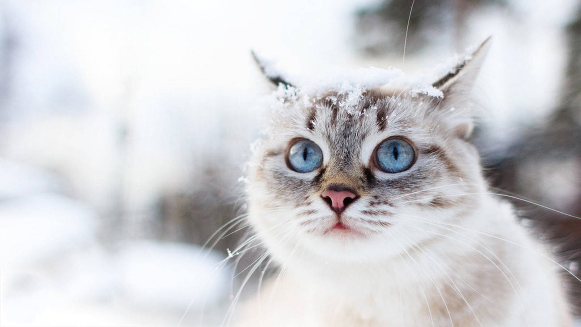 Beautiful Cute Cat In Snow