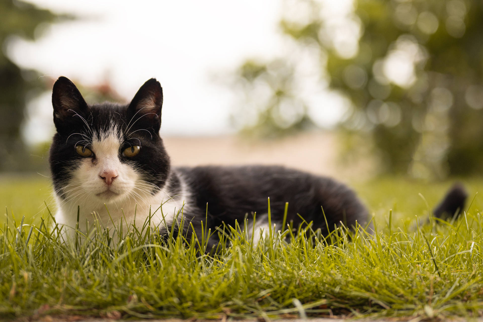 Beautiful Cute Cat On Grass