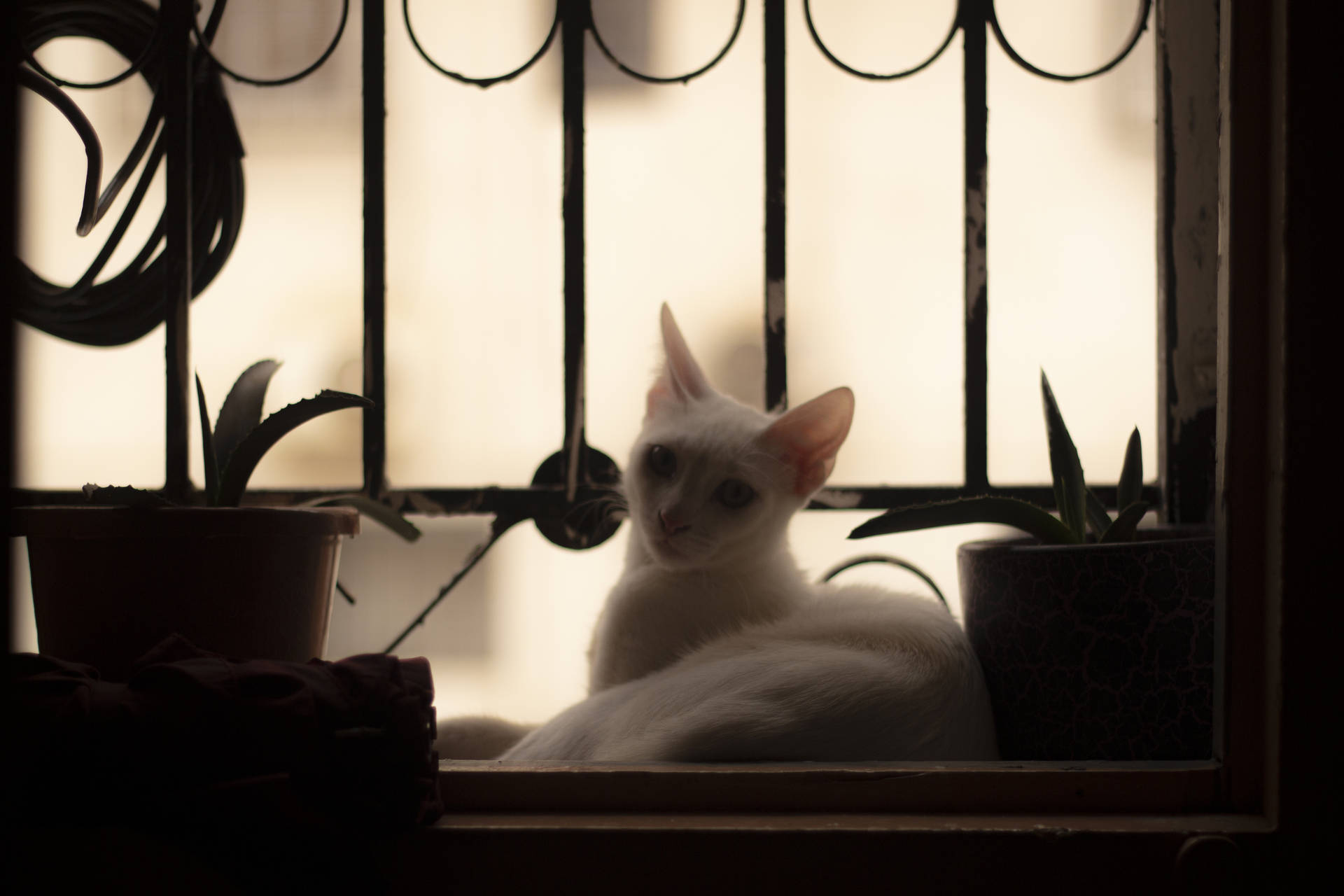 Beautiful Cute Cat On Window