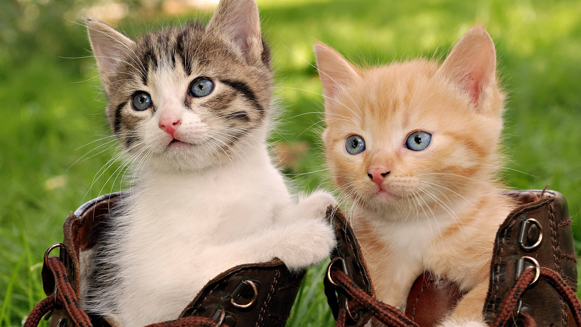 Beautiful Cute Kittens