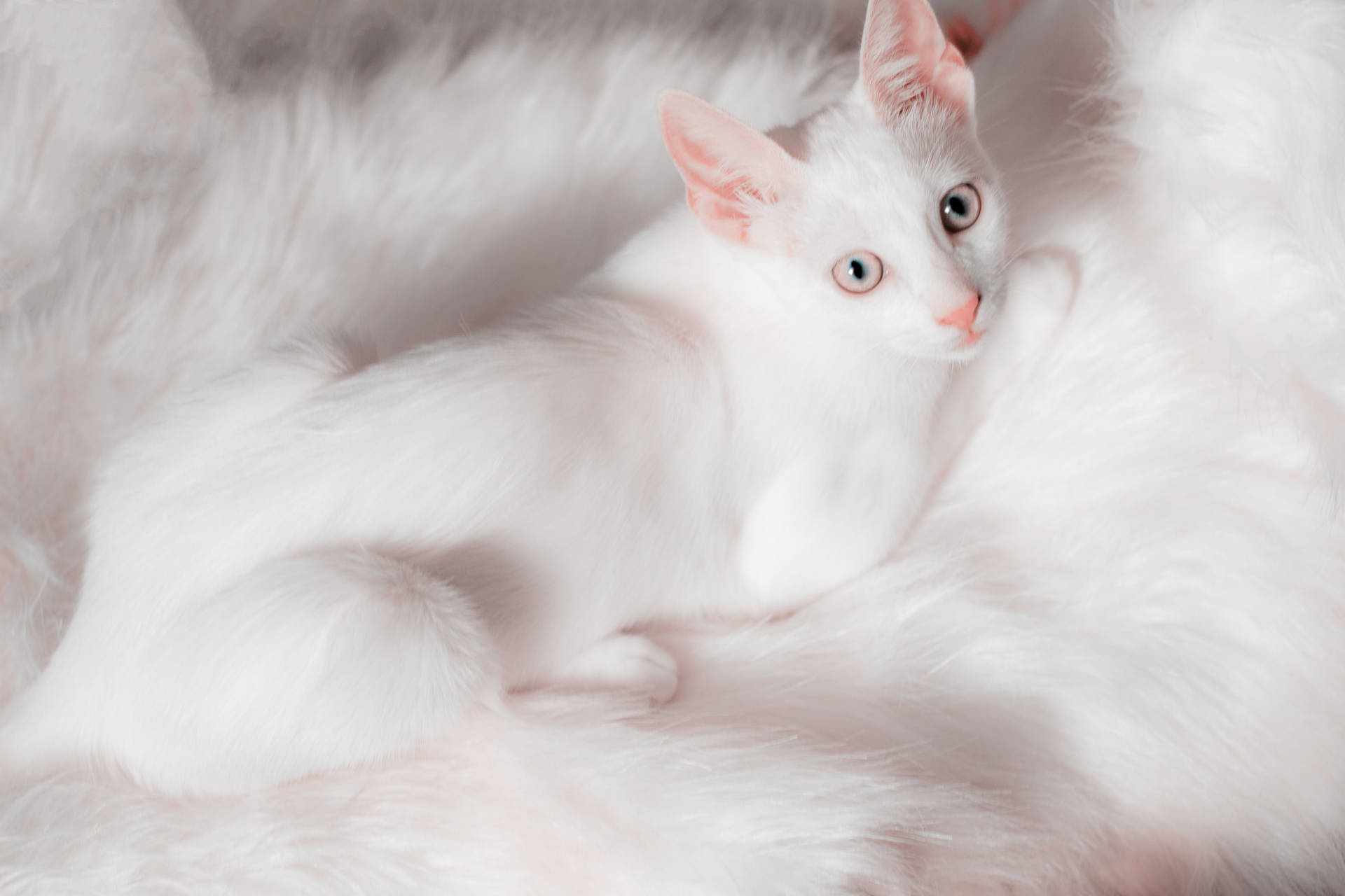 Beautiful Cute White Cat