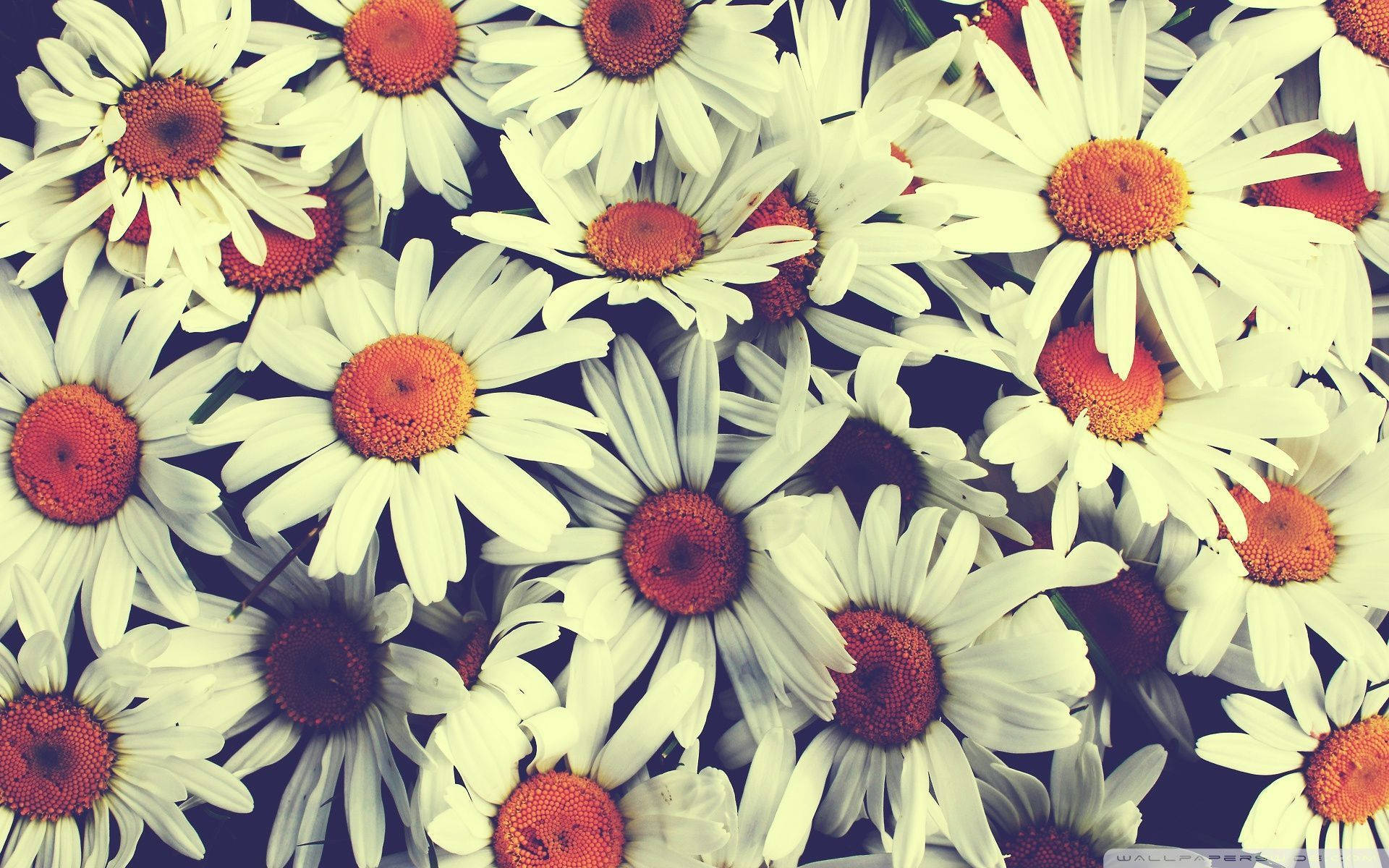 Beautiful Daisies On Floral Desktop Wallpaper