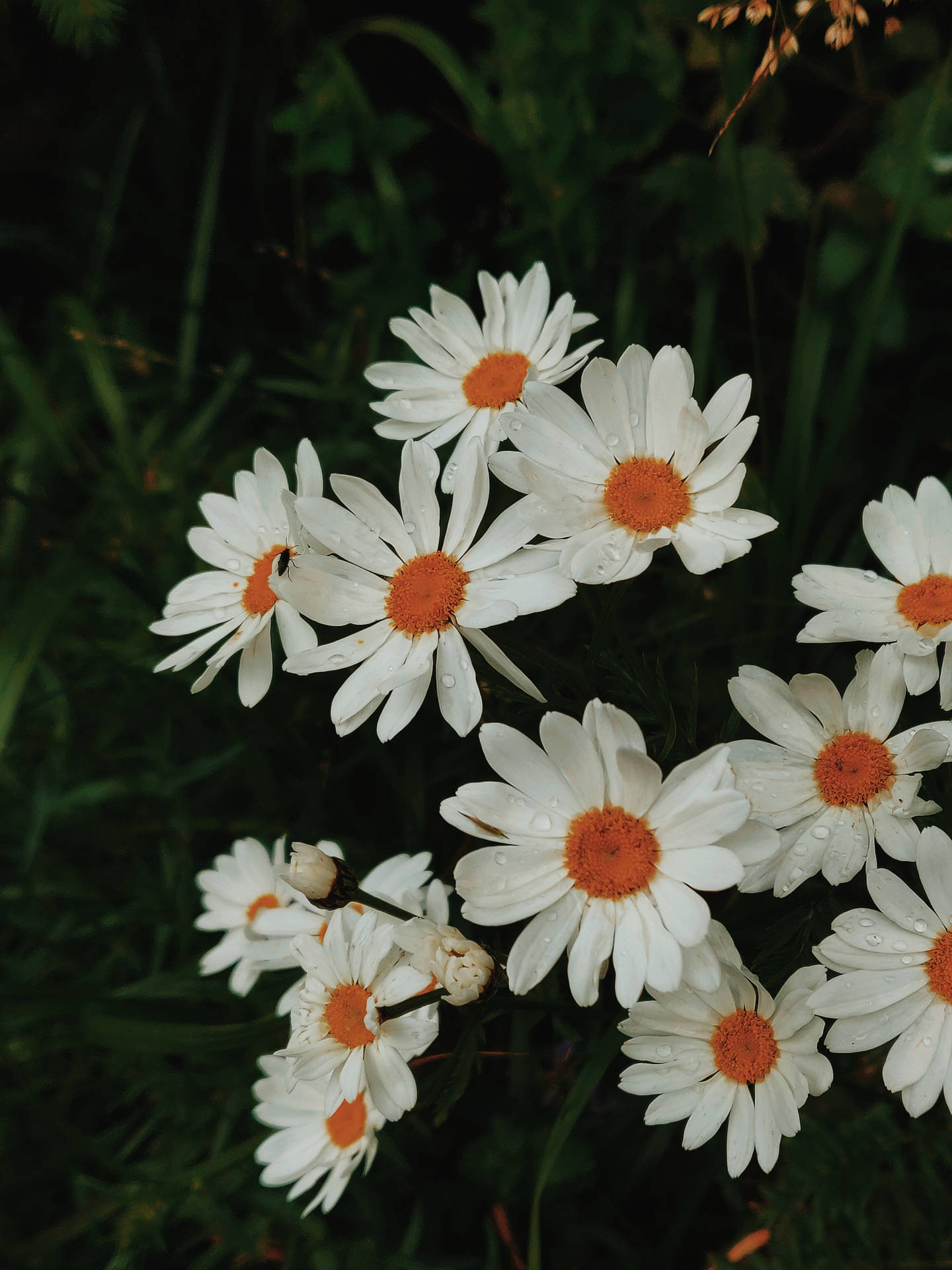 Beautiful Daisy White Flowers Wallpaper