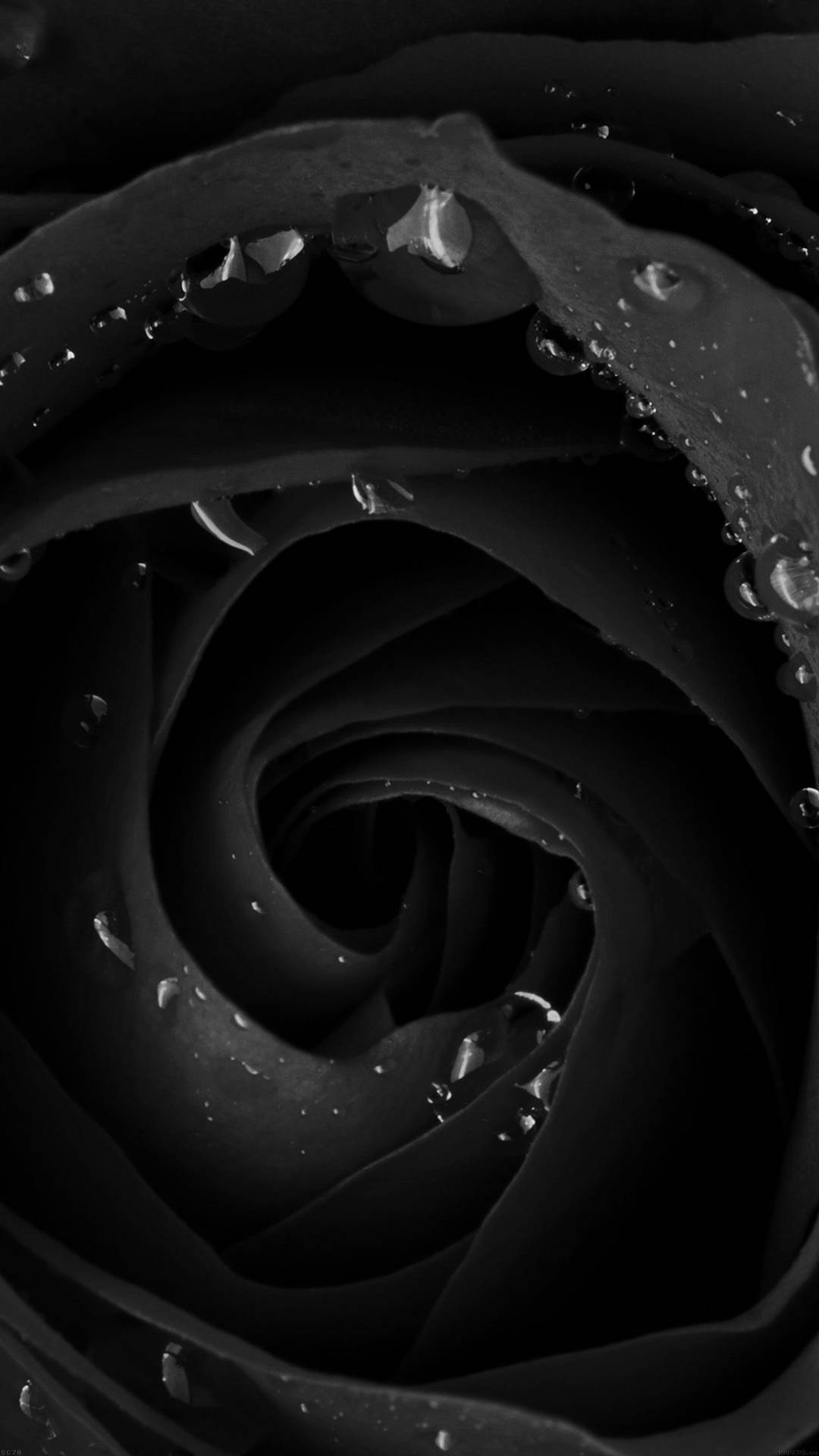 Beautiful Dark Closeup Rose Photo Wallpaper