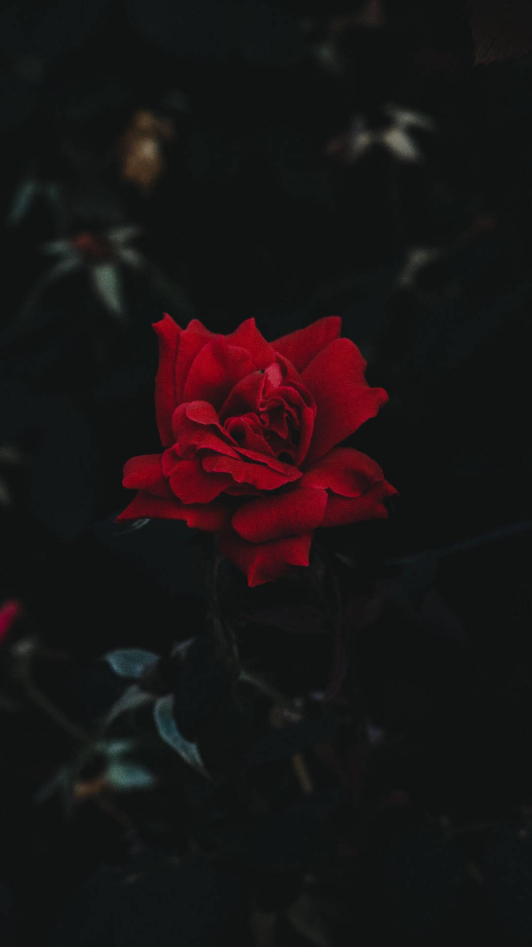 Beautiful Dark Red Floral