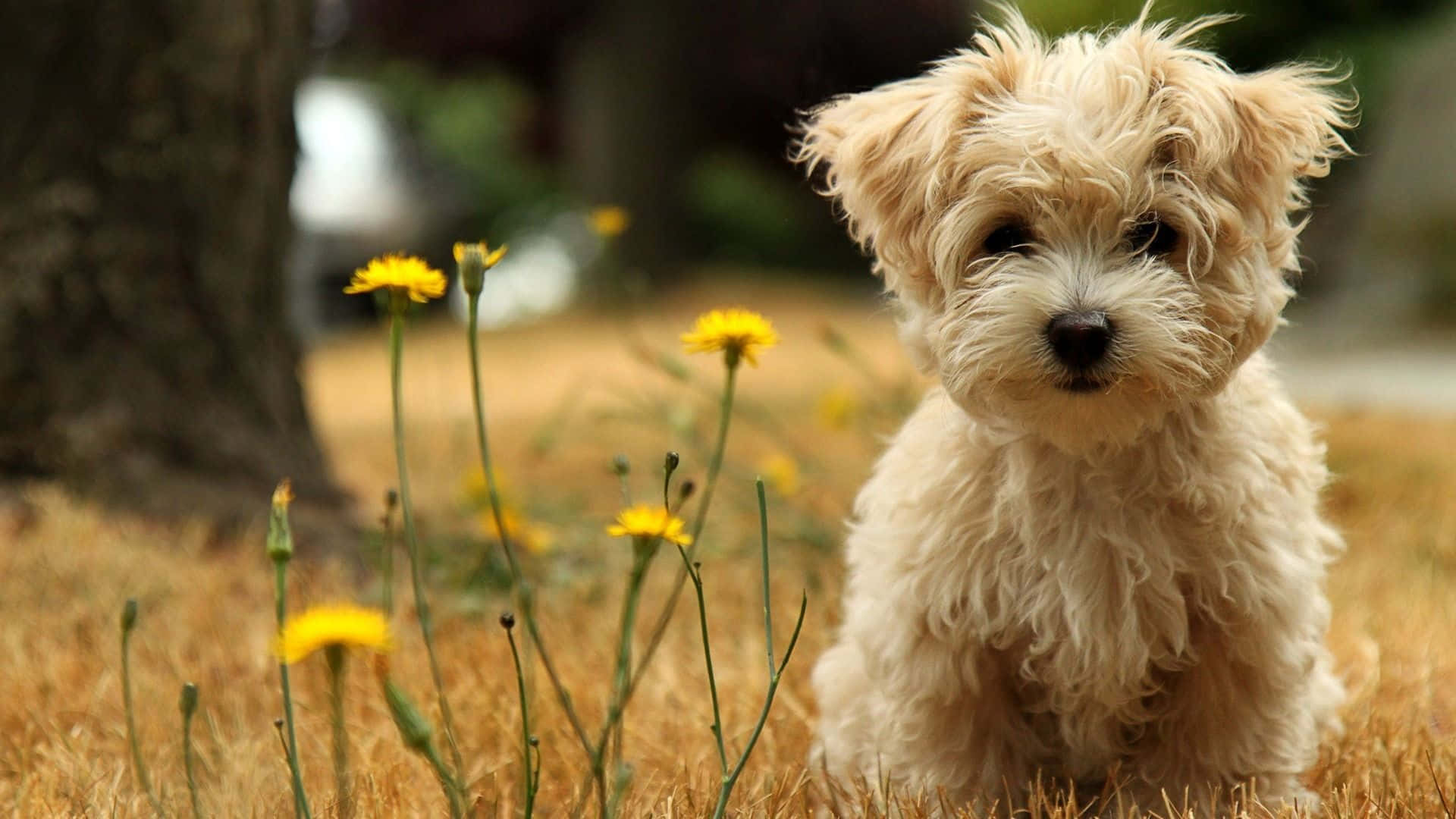 Beautiful Desktop Animal Puppy With Yellow Flowers Wallpaper