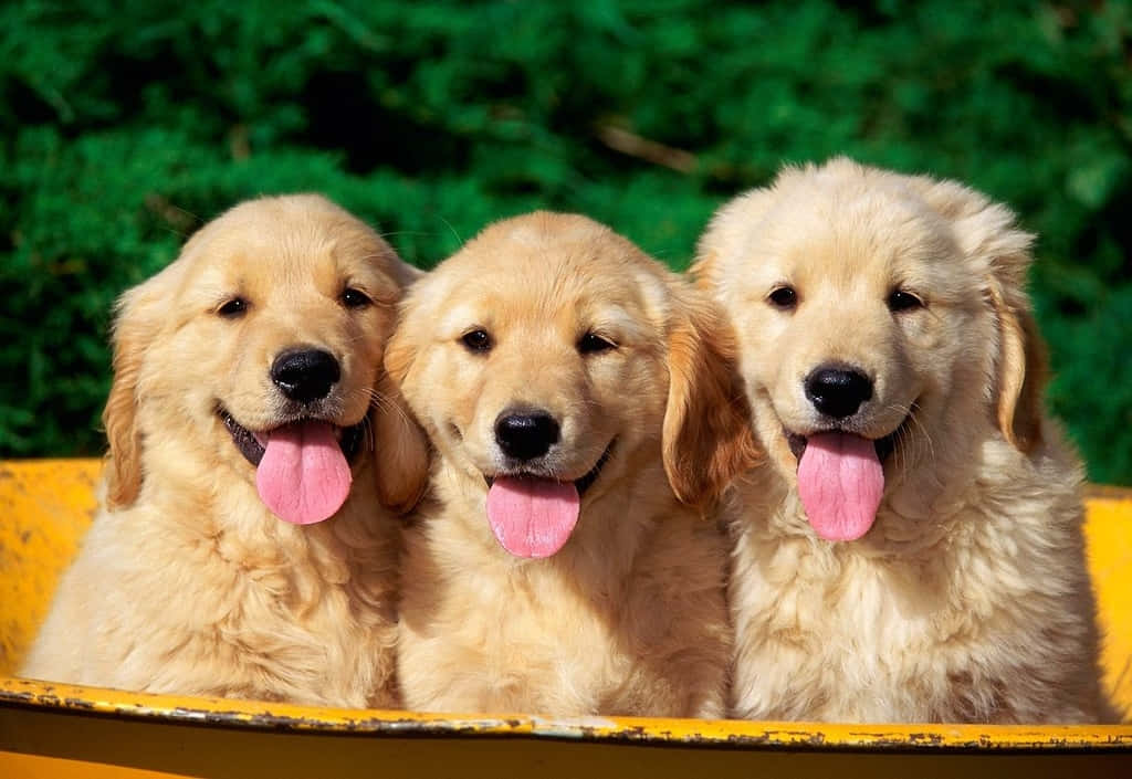Beautiful Desktop Animals Identical Dogs Wallpaper