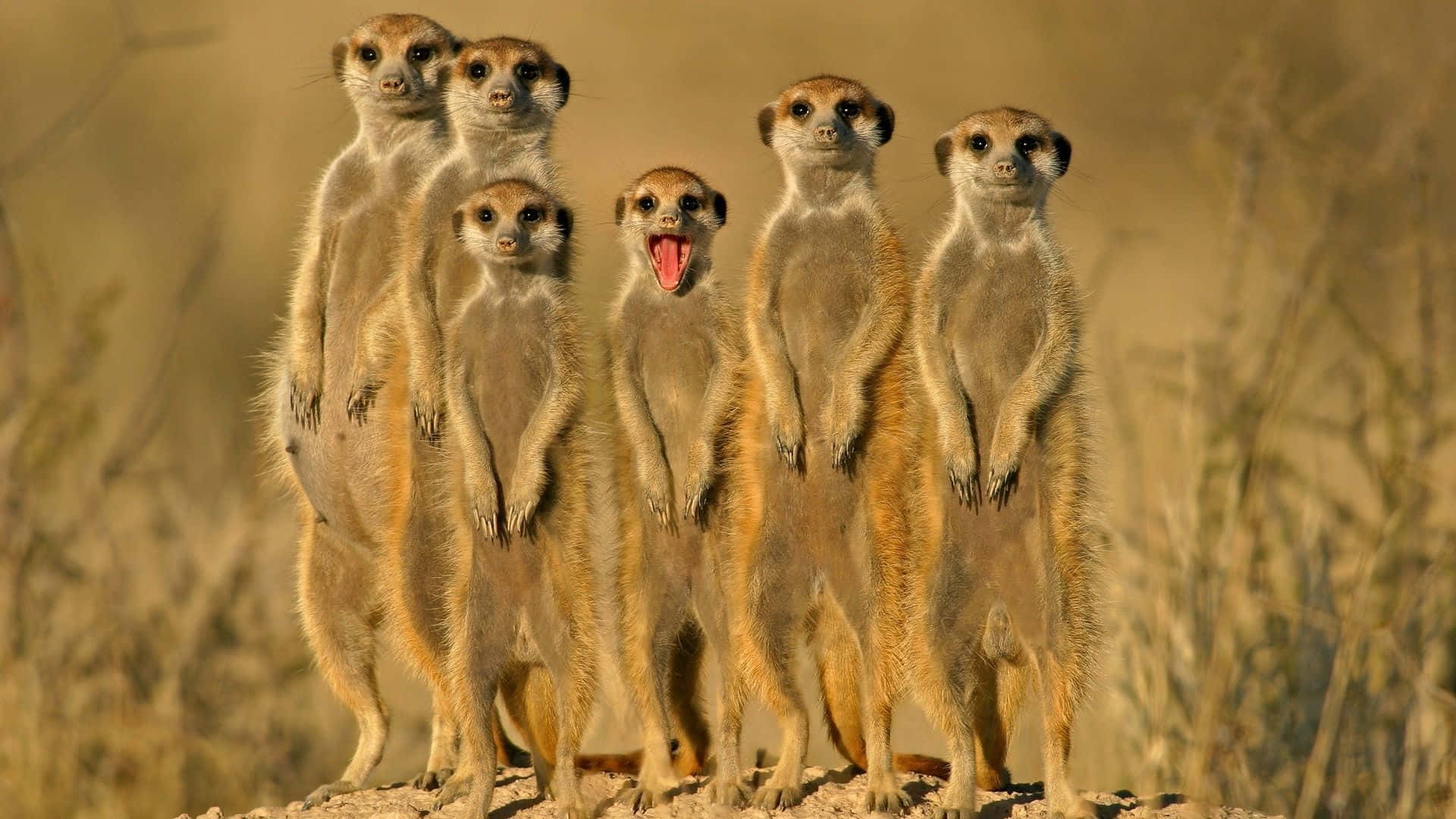 Beautiful Desktop Animal Adorable Meerkats Wallpaper