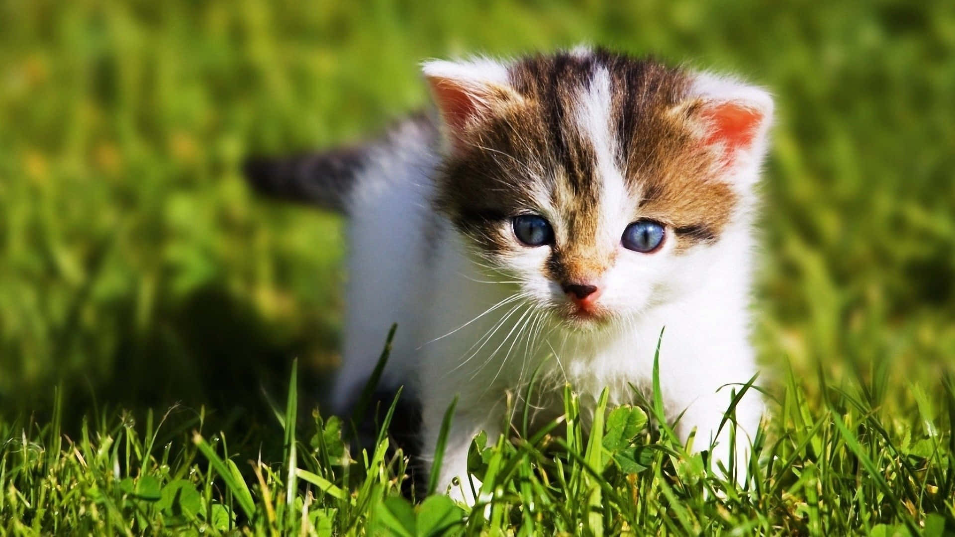 Download Beautiful Desktop Animal Little Kitten Wallpaper 