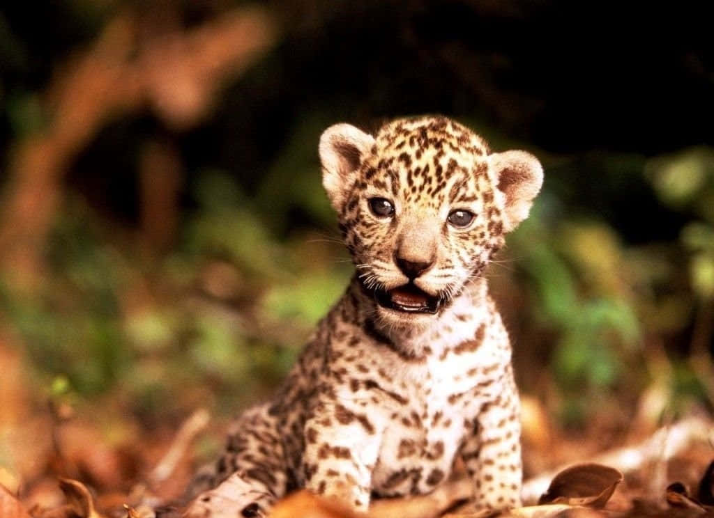 Schönerdesktop Hintergrund Mit Niedlichem Baby-jaguar Wallpaper