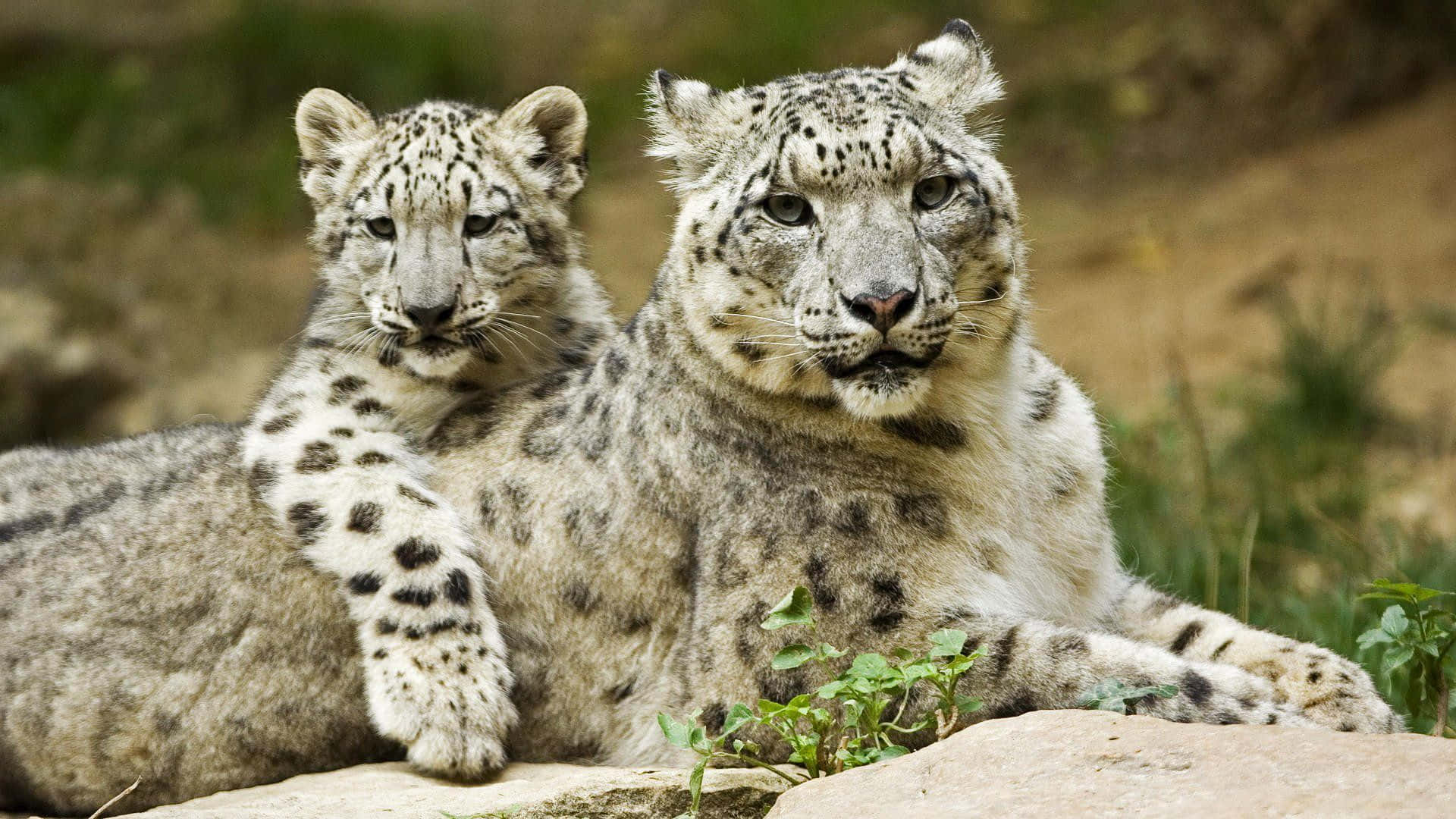 Download Beautiful Desktop Animal Snow Leopards Wallpaper 