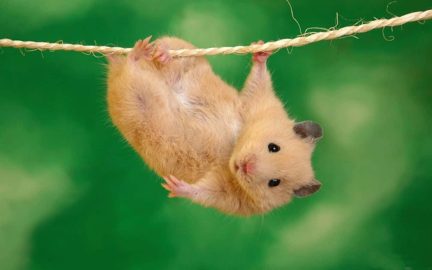 Hermosofondo De Pantalla De Escritorio Del Hamster Animal En Una Cuerda. Fondo de pantalla