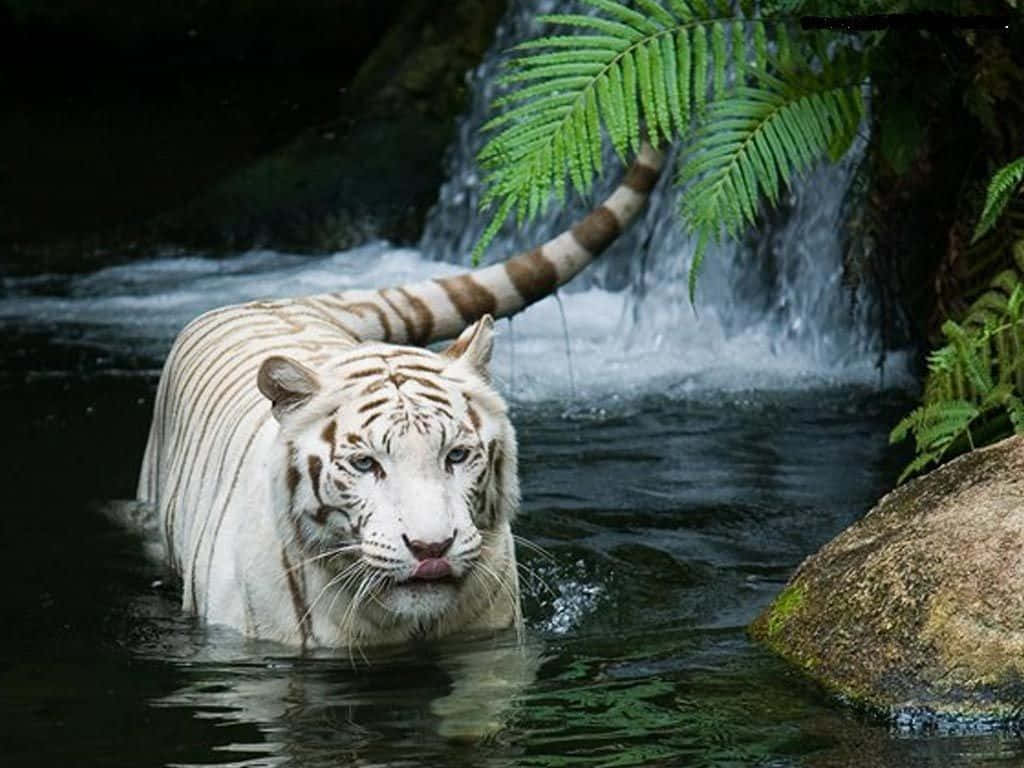 Hermosofondo De Pantalla De Escritorio De Un Tigre Blanco Animal. Fondo de pantalla