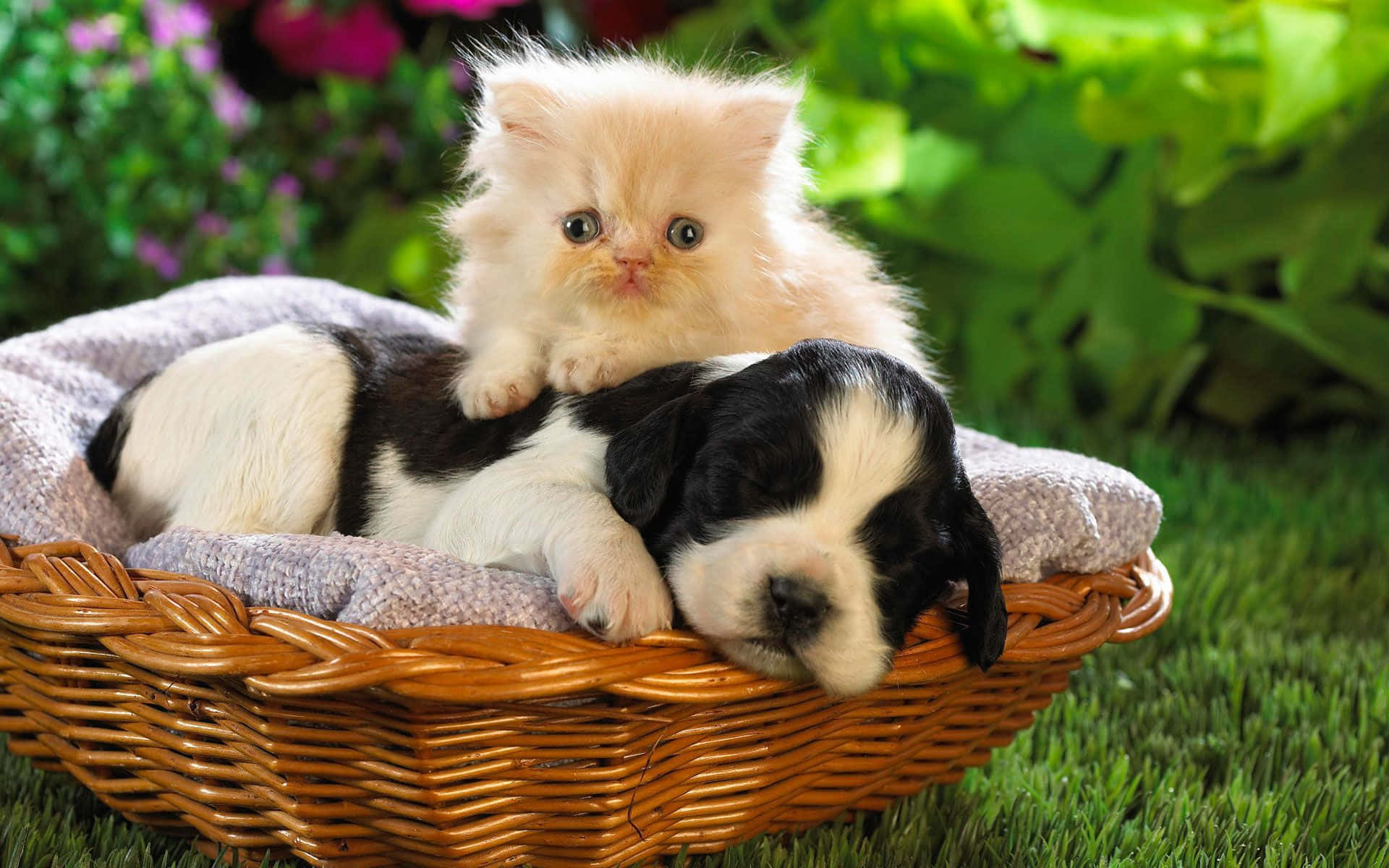 Beautiful Desktop Animal Kitten And A Puppy Wallpaper