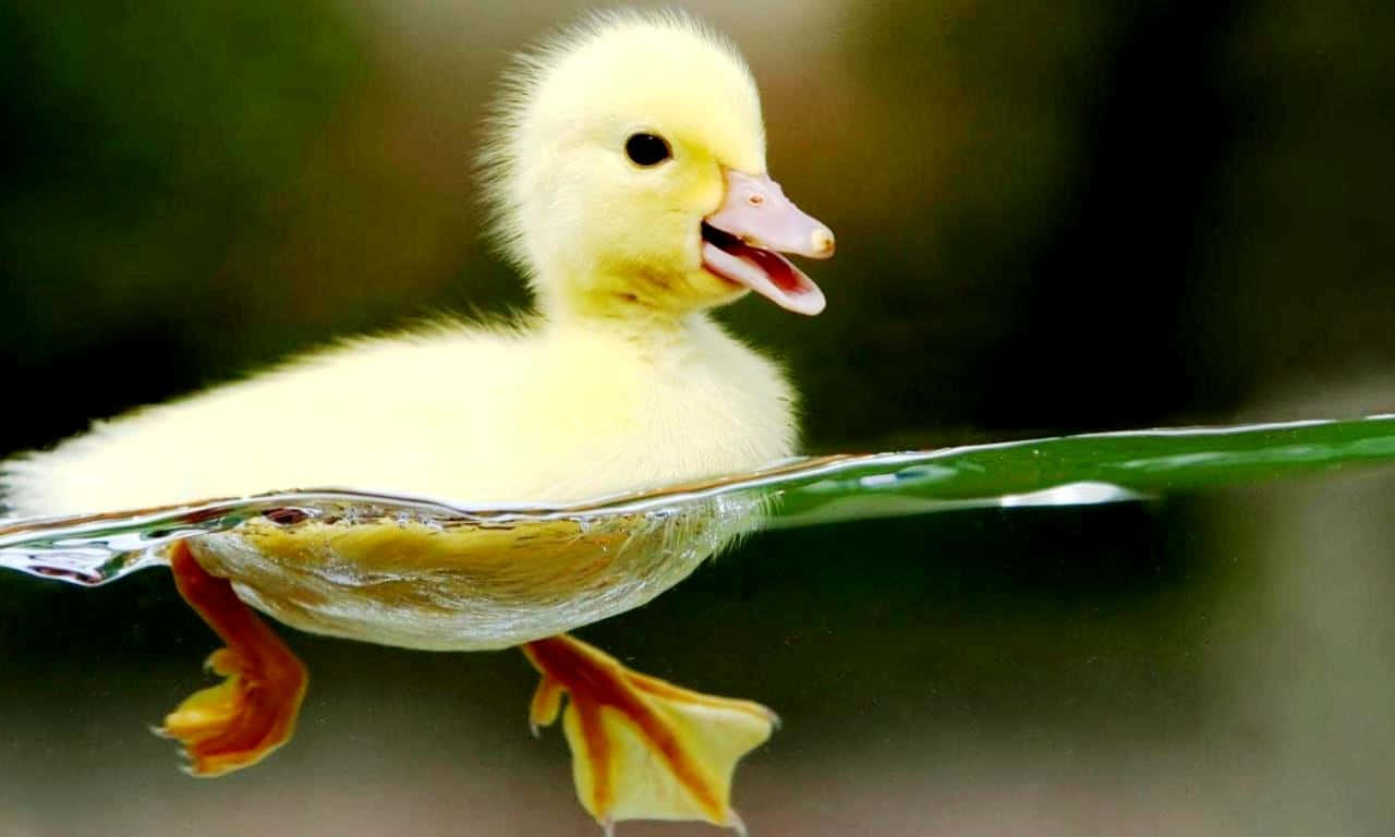 Beautiful Desktop Animal Duckling On Water Wallpaper