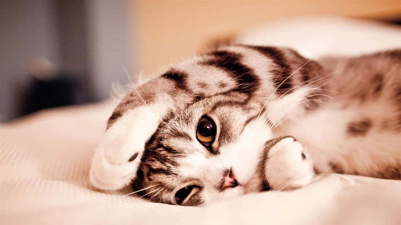 Beautiful Desktop Animal Shy-Looking Kitten Wallpaper