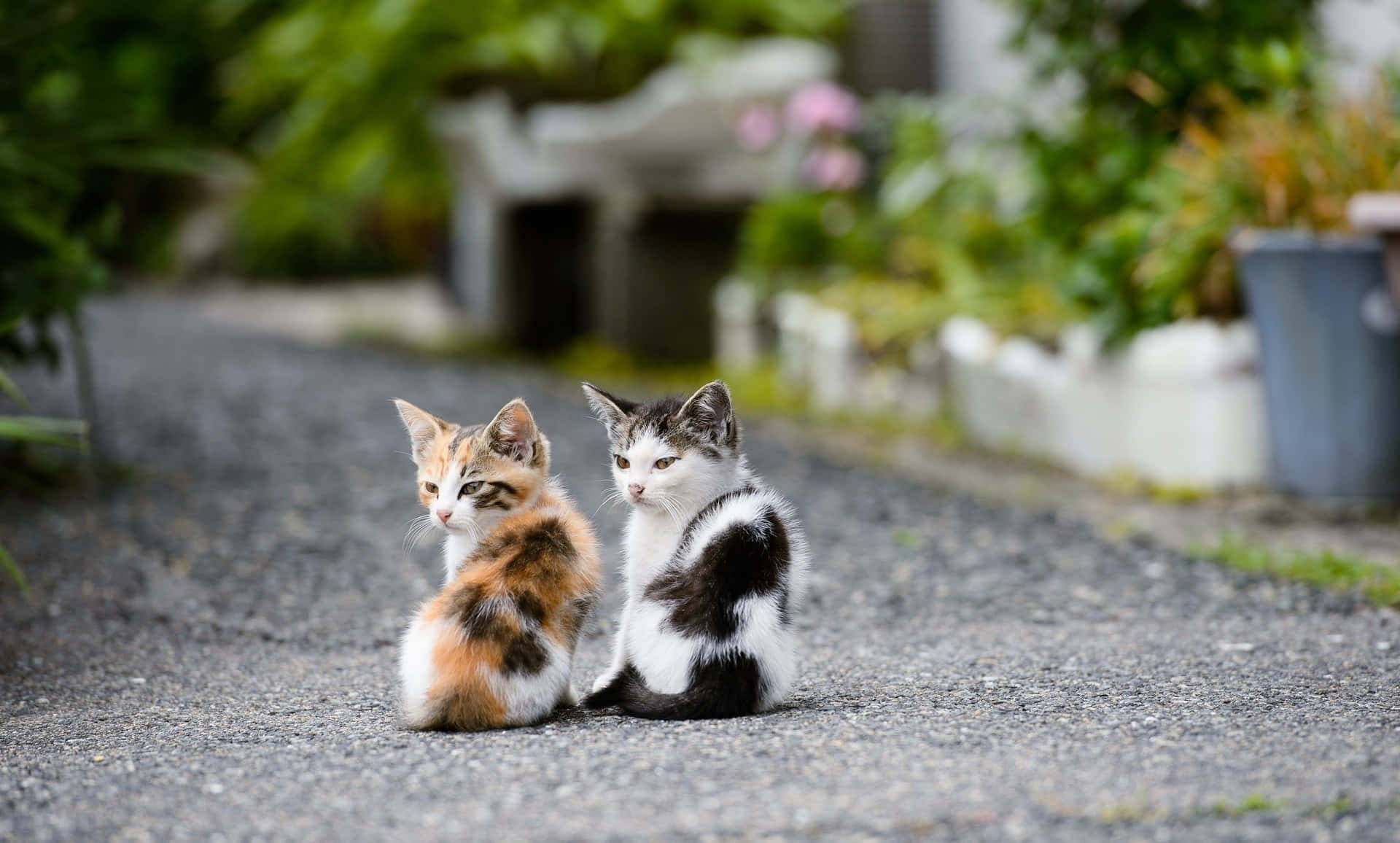 Schönerdesktop-hintergrund Mit Katzen In Der Natur Wallpaper