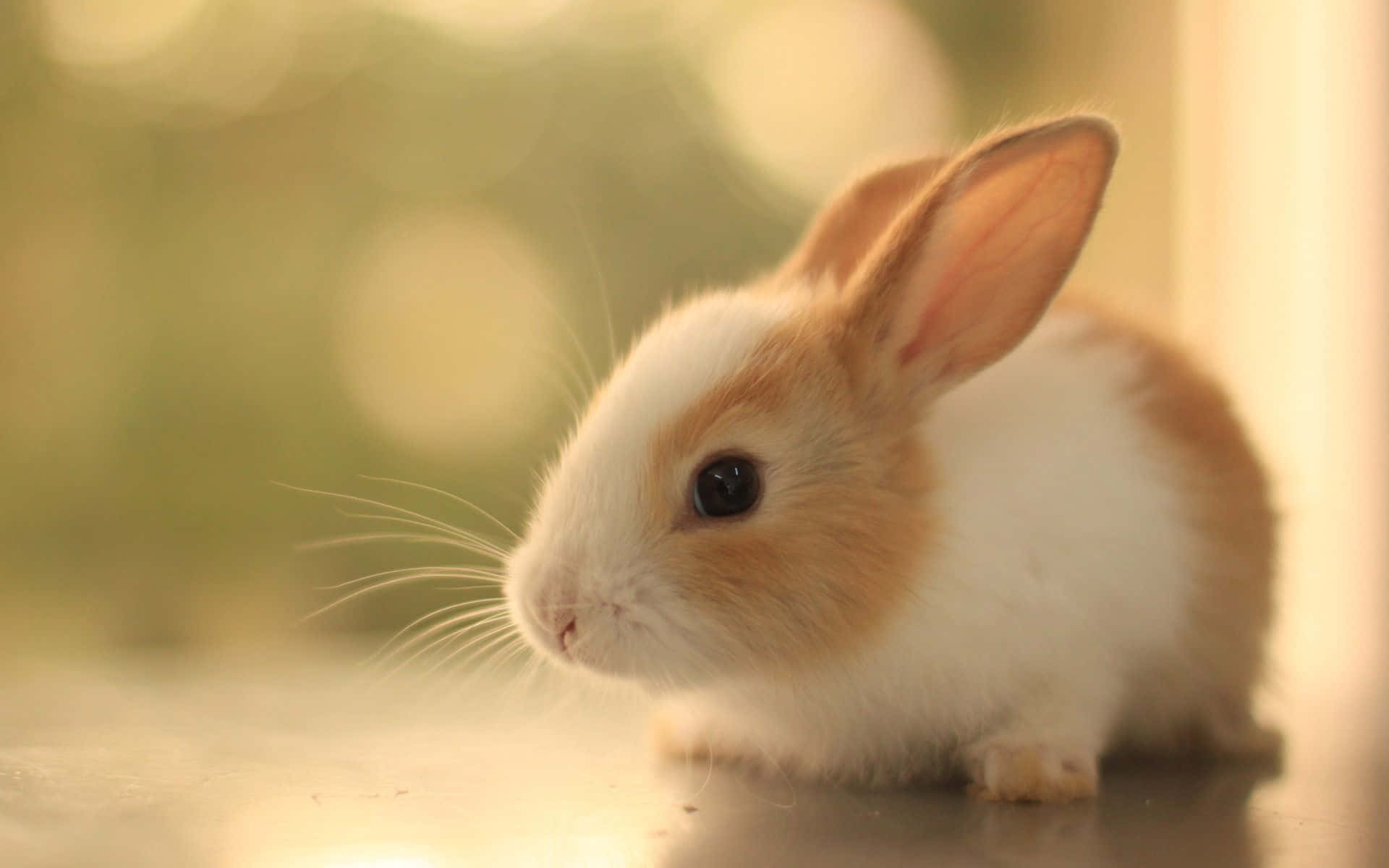 Beautiful Desktop Animal Little Rabbit Wallpaper