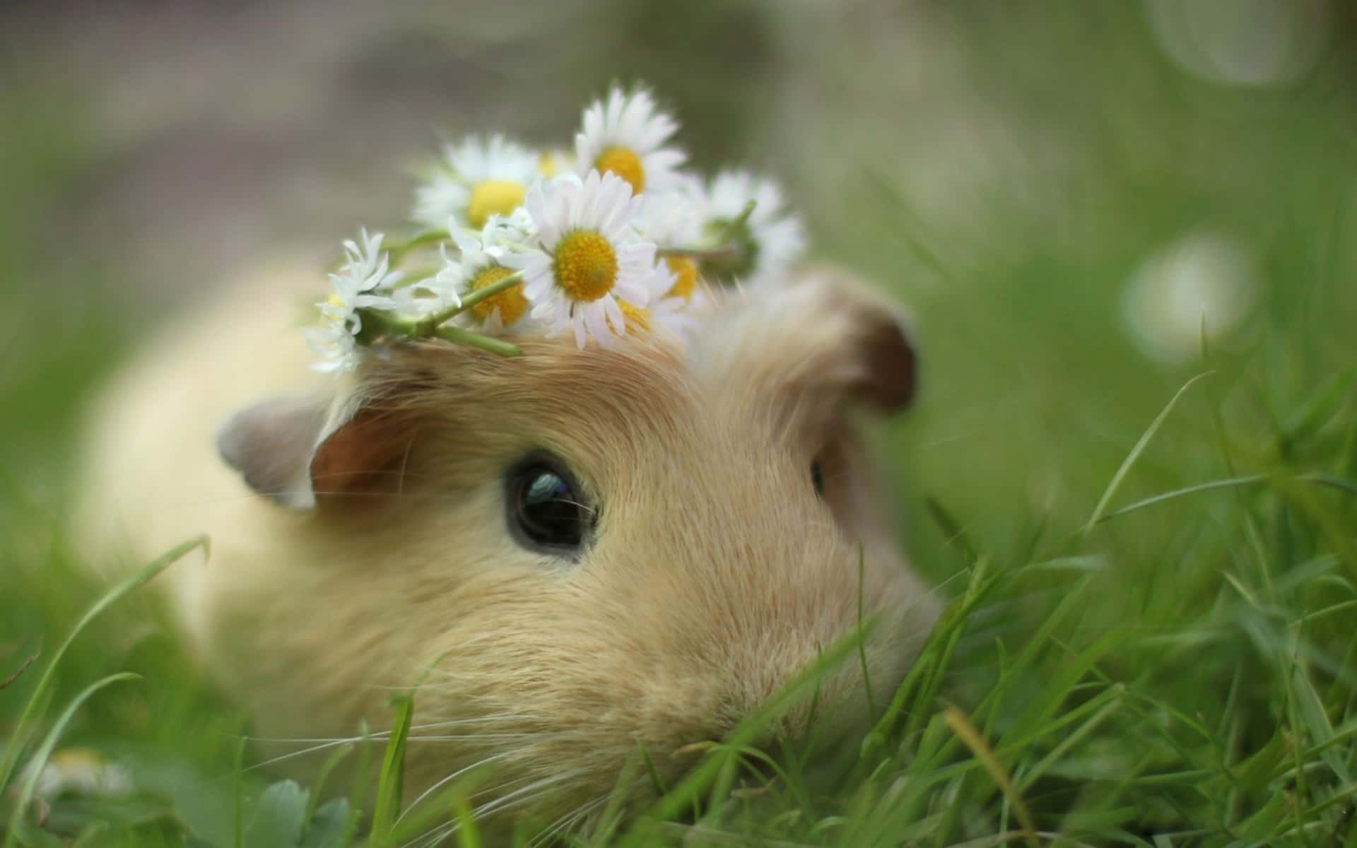 Beautiful Desktop Animal Bunny With A Flower Crown Wallpaper