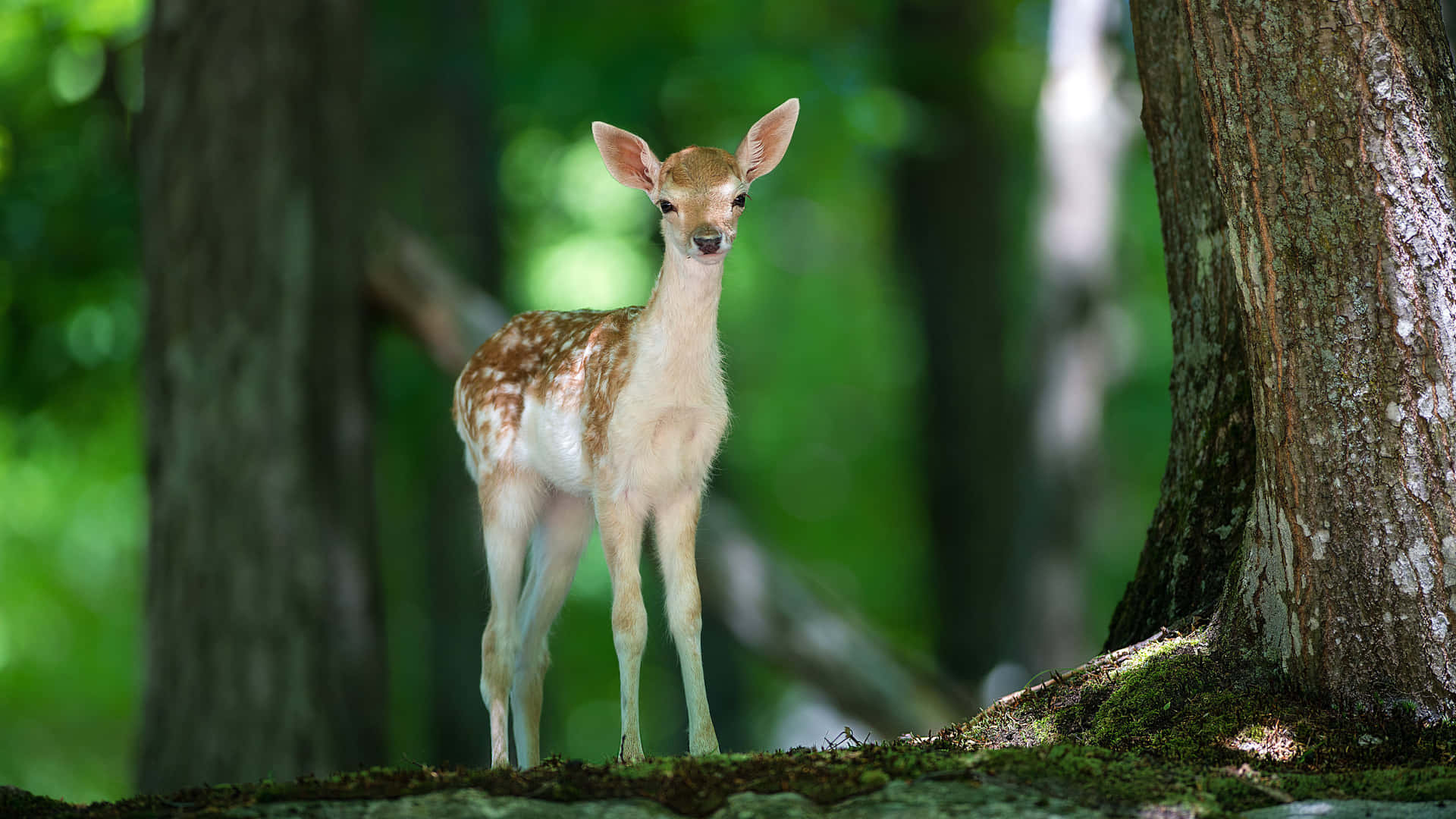 Beautiful Desktop Animal Baby Deer Wallpaper