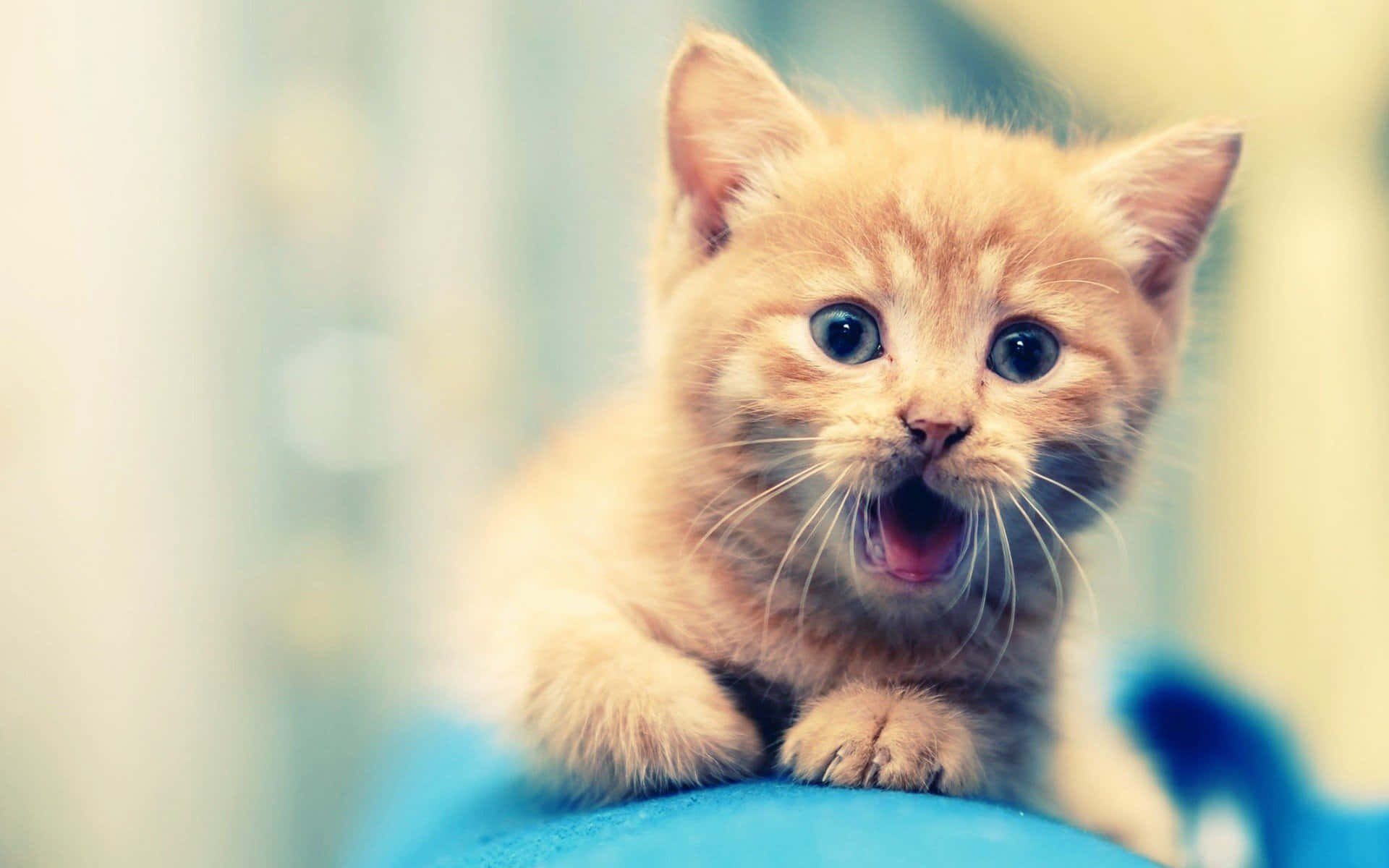 Beautiful Desktop Animal Cute Ginger Cat Wallpaper