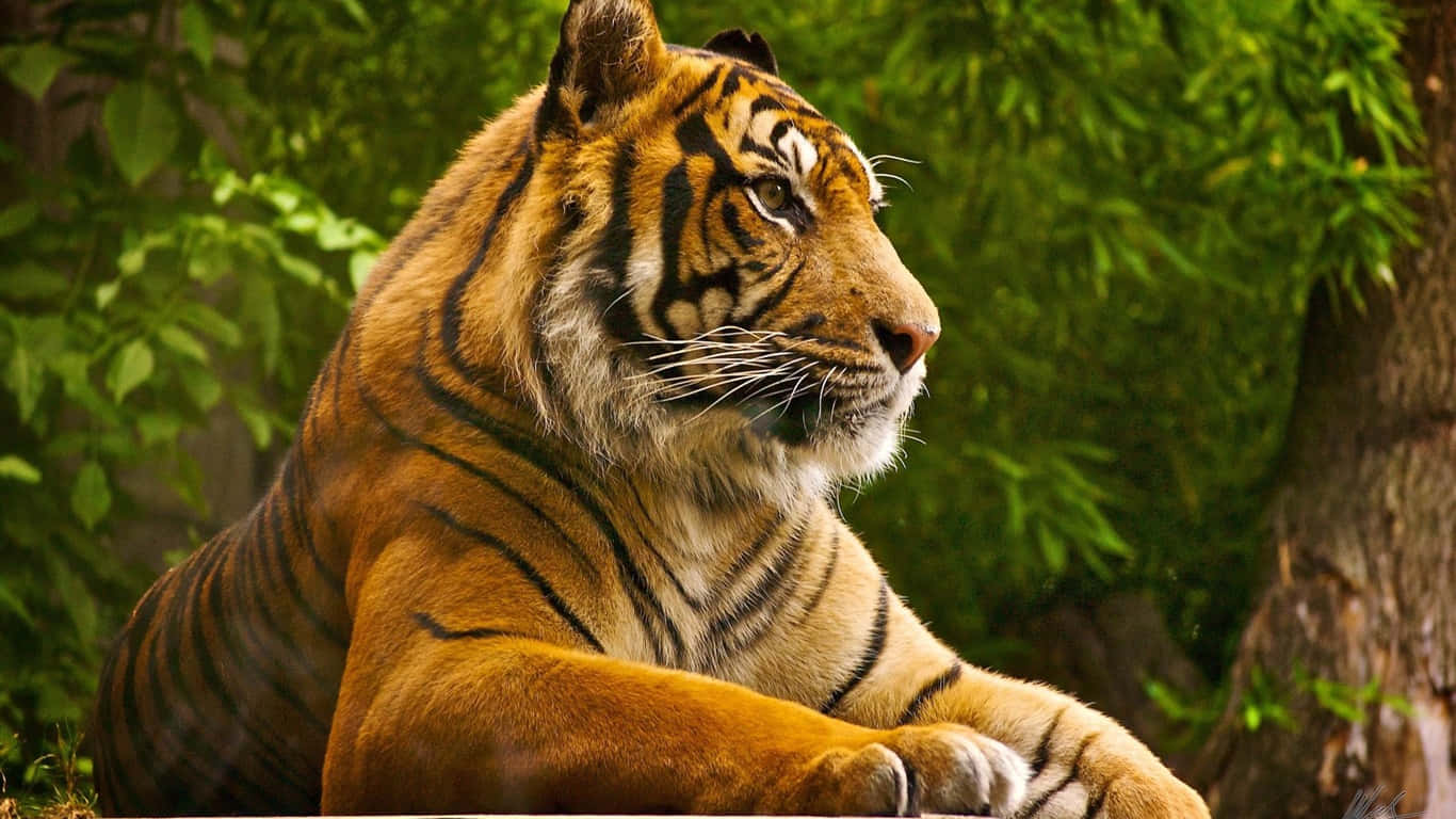 Beautiful Desktop Animal Sumatran Tiger Wallpaper
