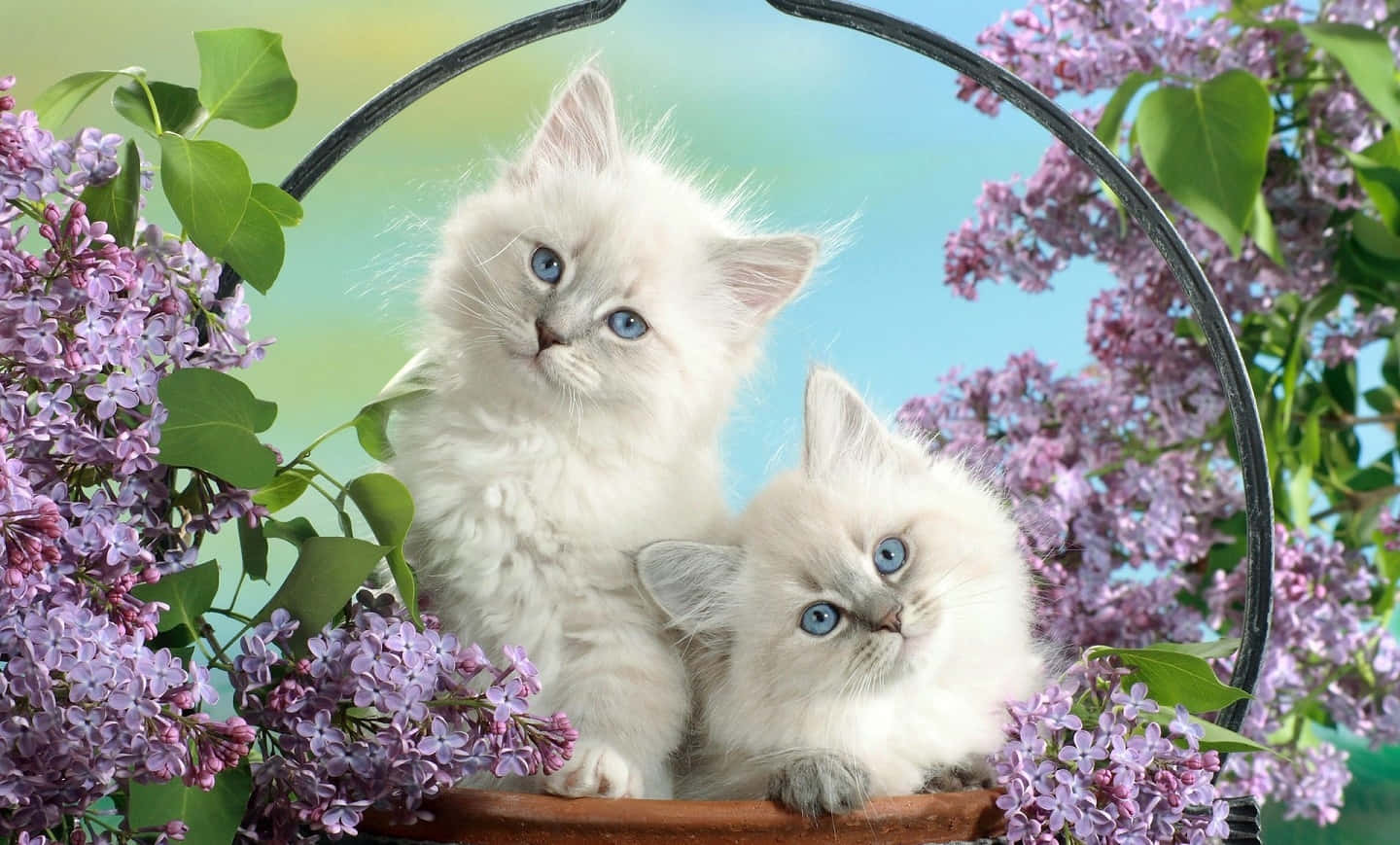 Beautiful Desktop Animal White Cats On A Flower Basket Wallpaper