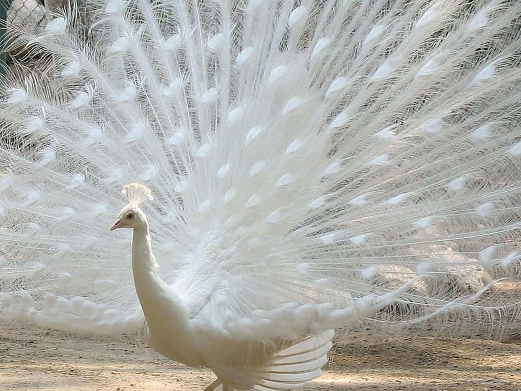 Beautiful Desktop Animal White Peafowl Wallpaper