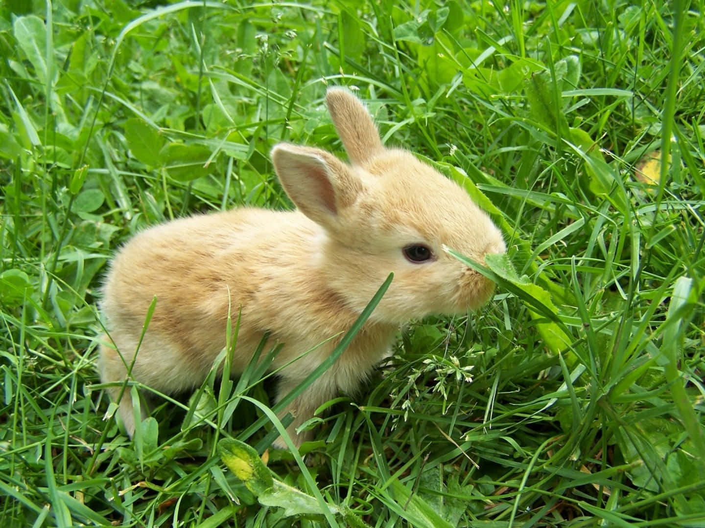 Smuk skrivebordsdyr lille kanin på græsset Wallpaper