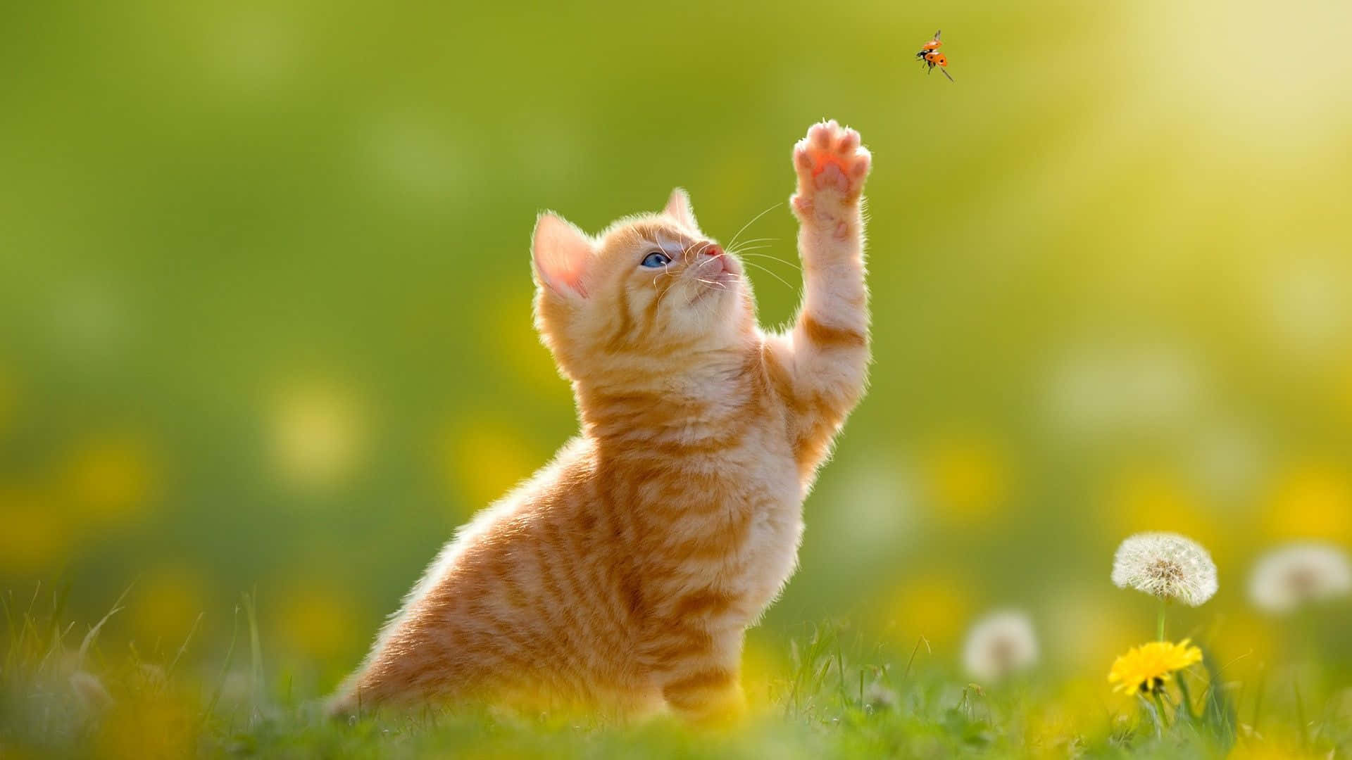Hermosofondo De Pantalla De Escritorio De Un Gato Pelirrojo Atrapando Un Insecto. Fondo de pantalla