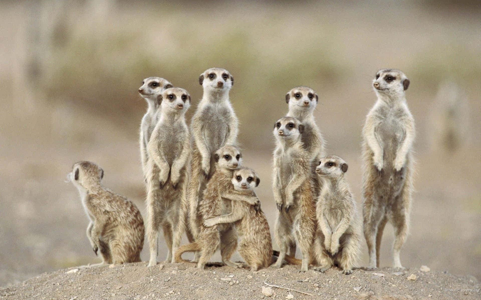 Beautiful Desktop Animal Meerkat Family Wallpaper