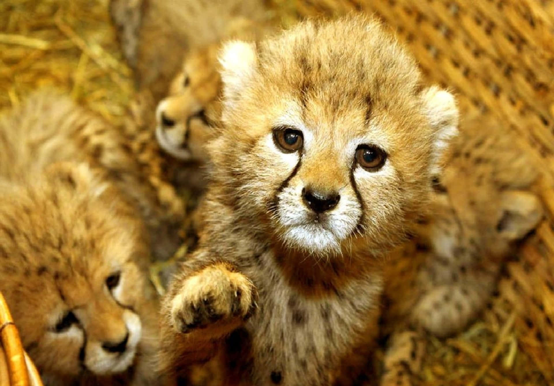 Beautiful Desktop Animal Baby Cheetah Wallpaper