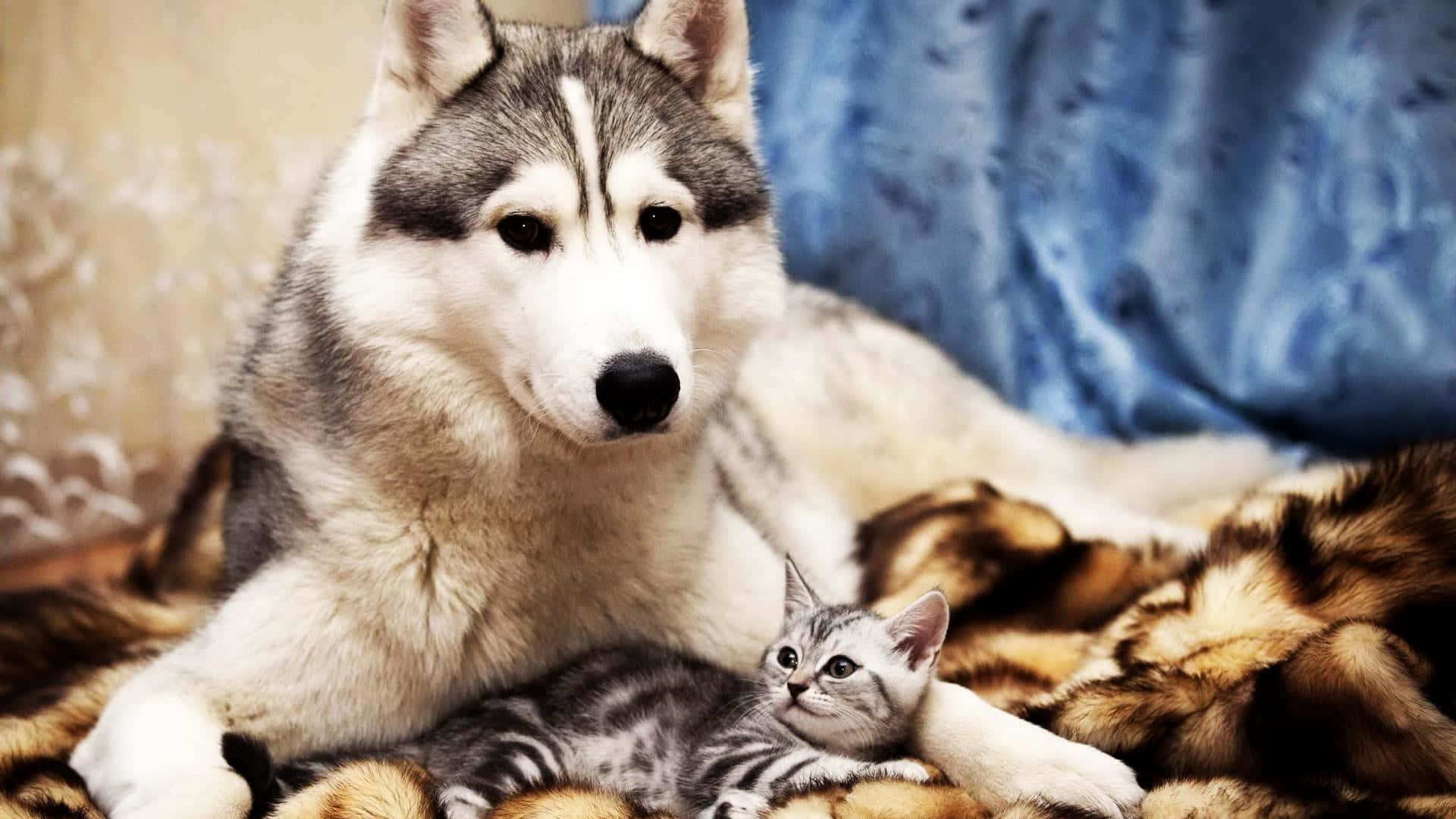 Beautiful Desktop Animals Dog And Kitten Wallpaper