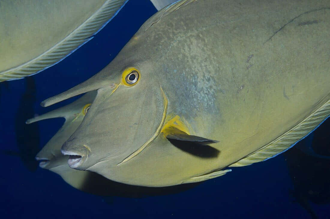 Beautiful Display Of A Majestic Unicorn Fish In A Vibrant Underwater World Wallpaper