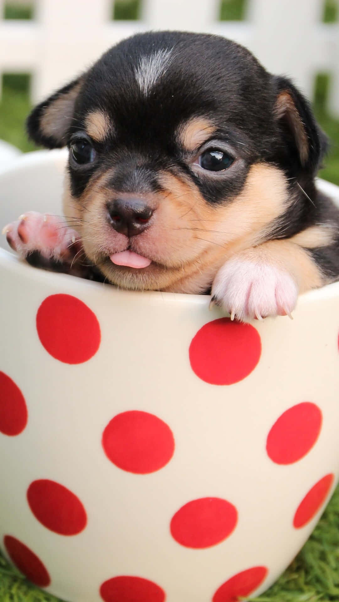 Beautiful Cute Teacup Dog Picture