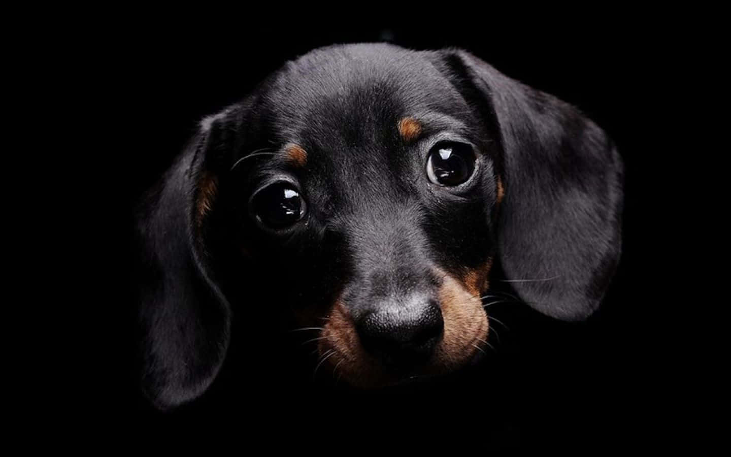 Beautiful Black Sad Dog Picture
