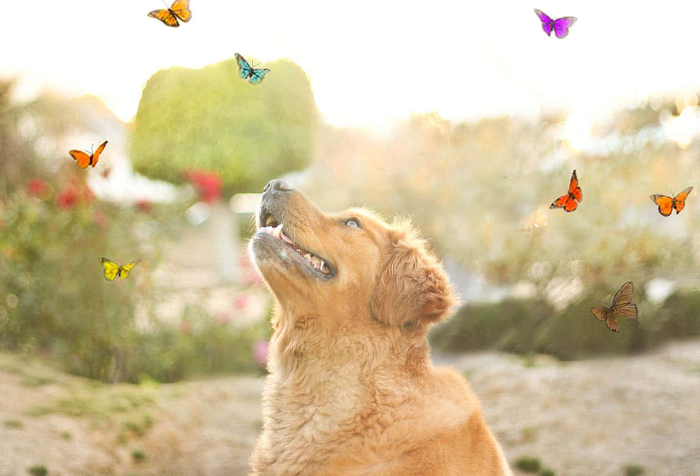 Beautiful Happy Dog Butterflies Picture