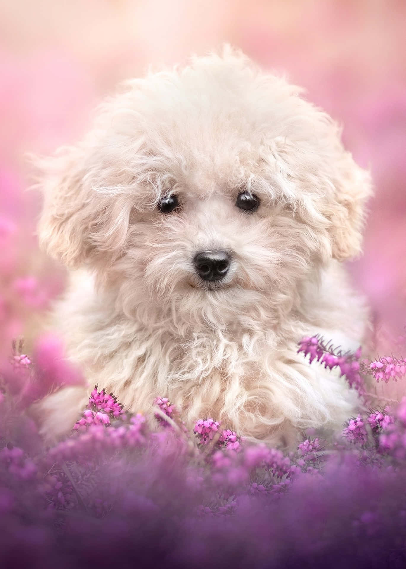 Beautiful Dog Pink Background Picture