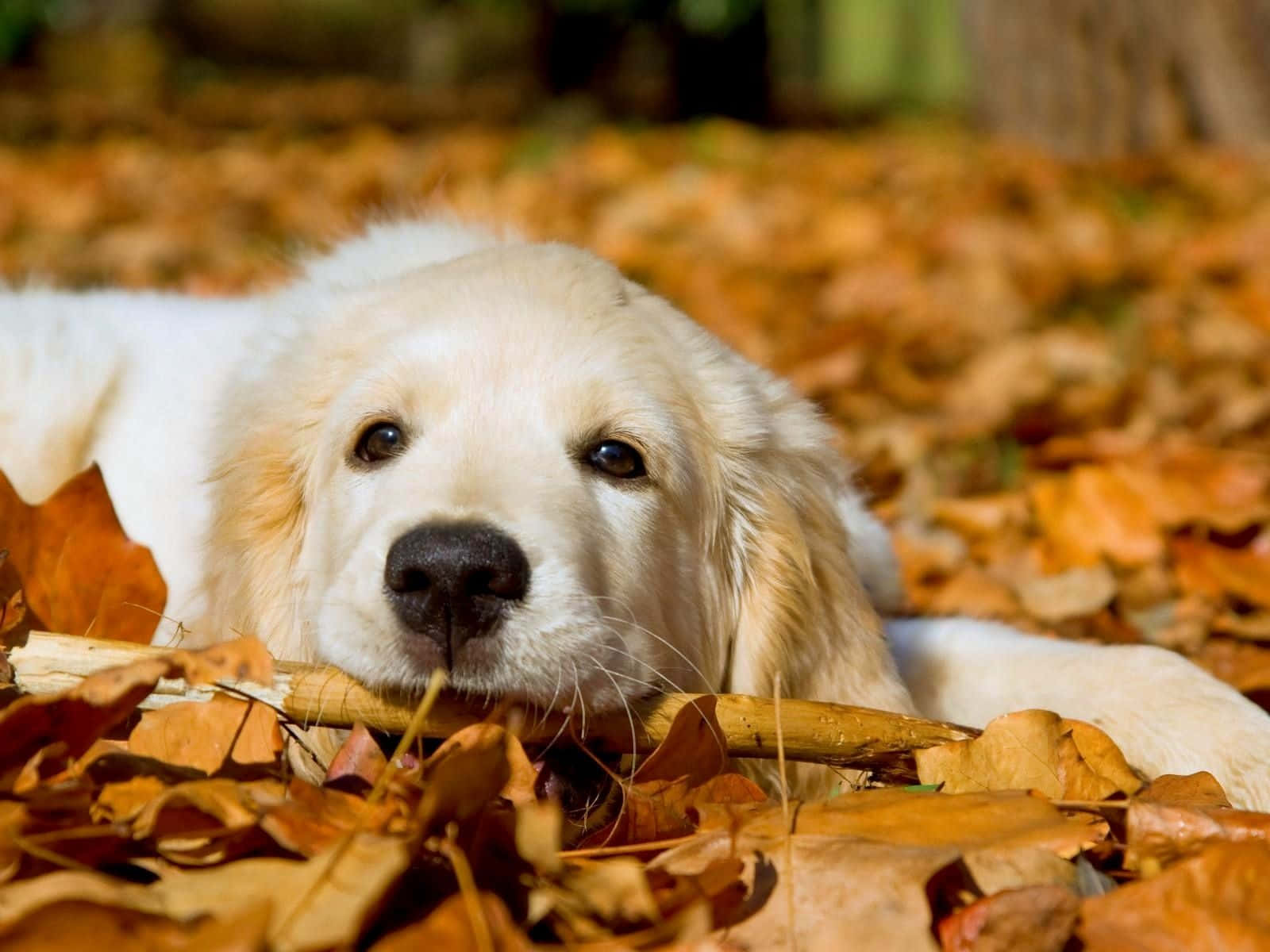 Beautiful Dog Fall Leaves Picture
