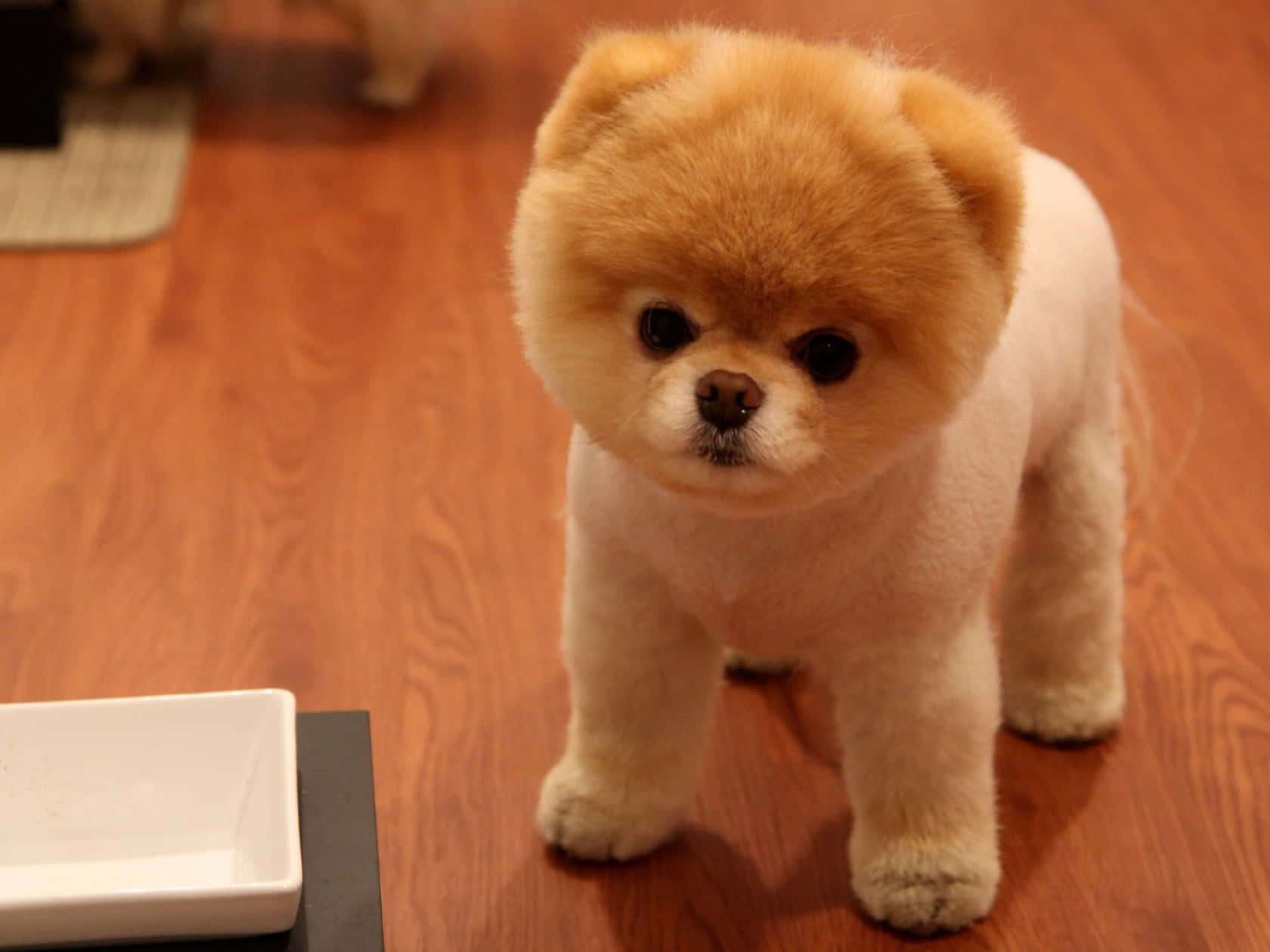 Beautiful Little Fluffy Dog Picture