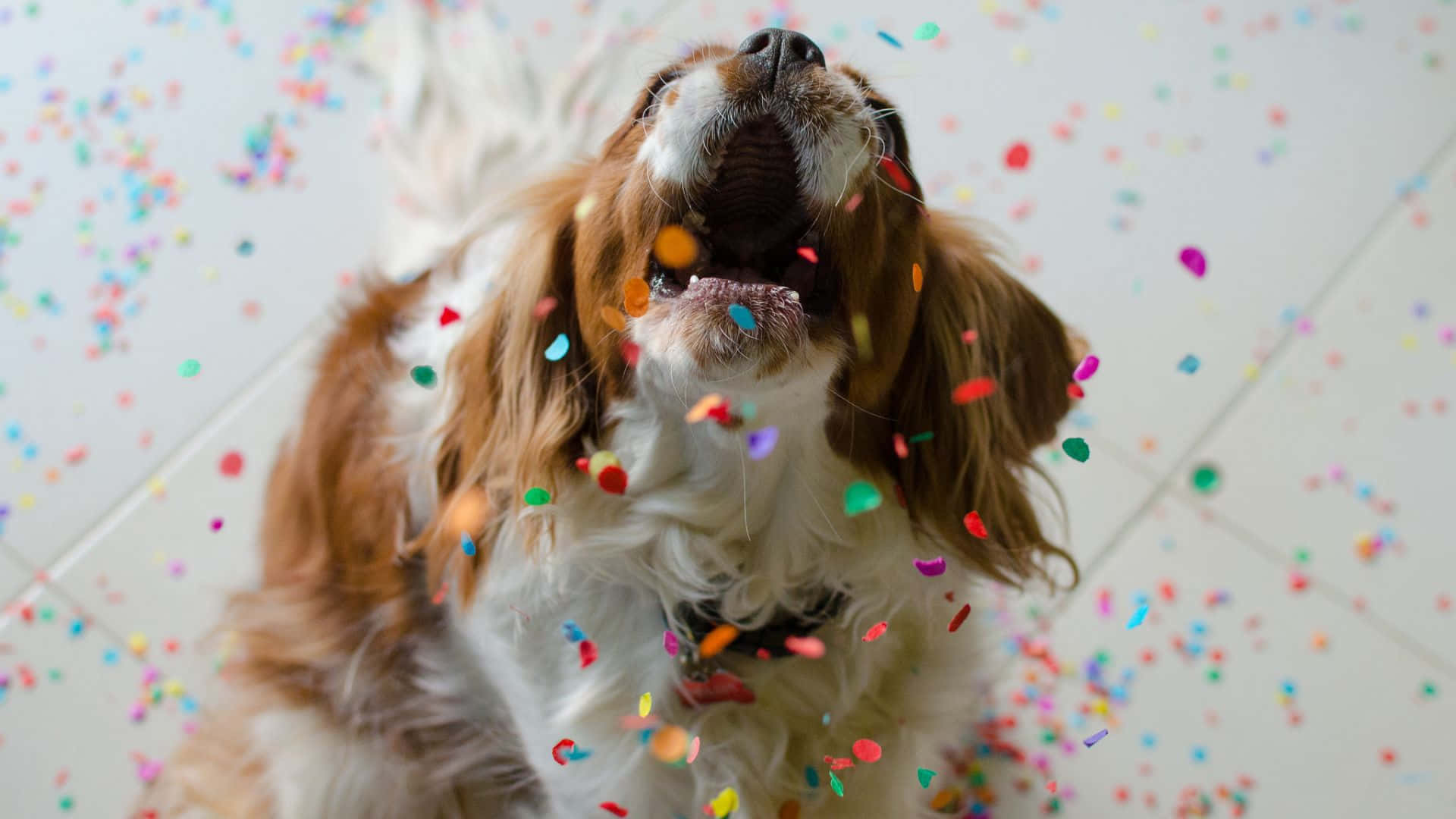 Beautiful Dog Happy Confetti Picture