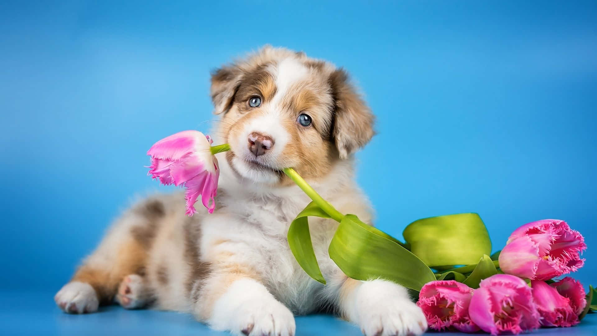 Beautiful Dog Pink Flower Picture