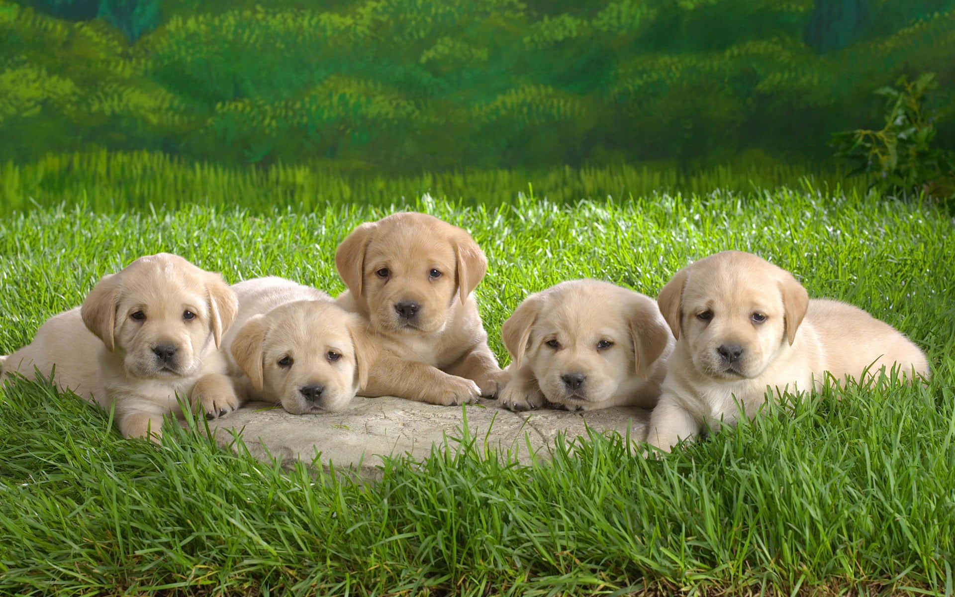 Beautiful Dog Puppies Grass Picture