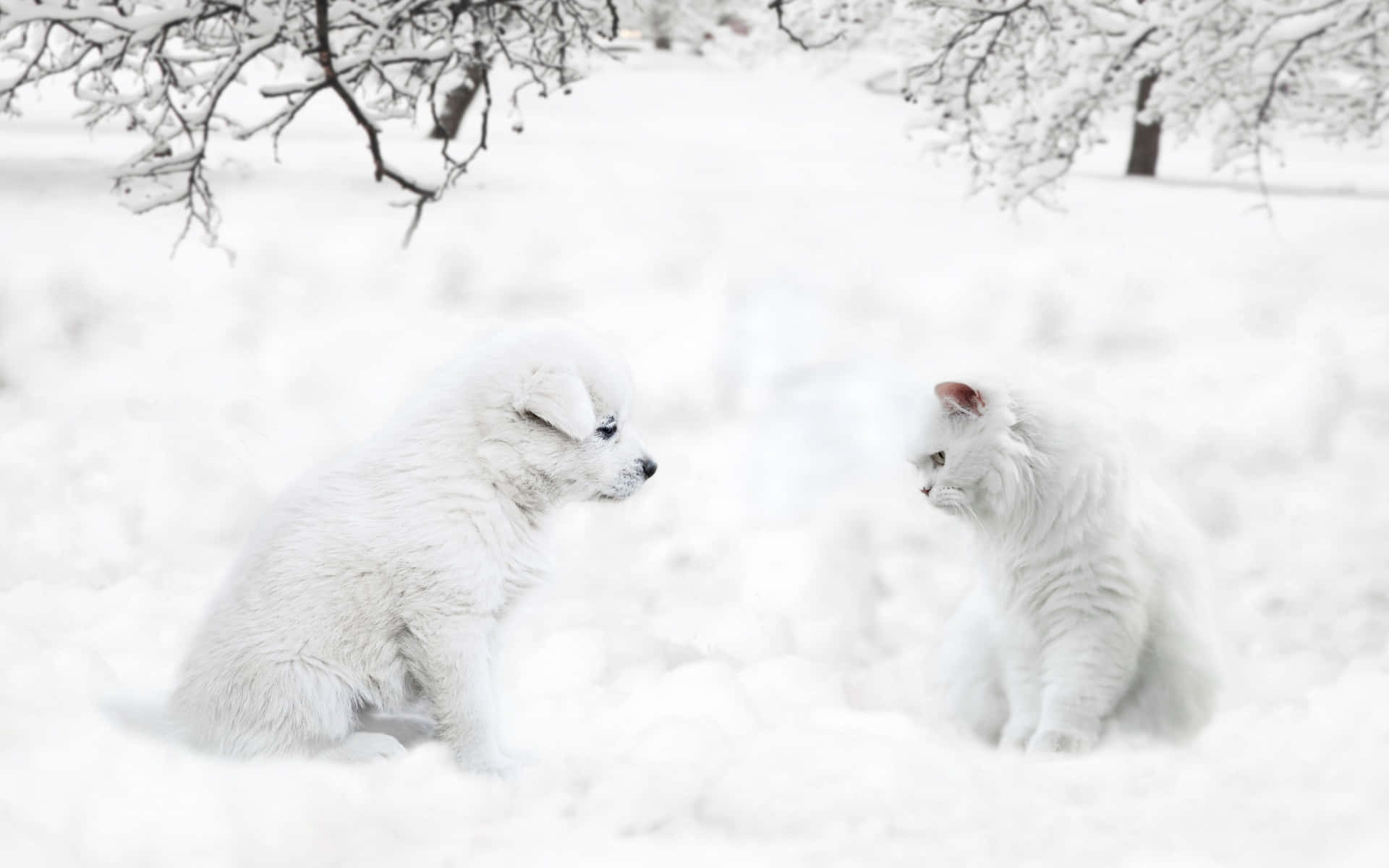 Beautiful White Cat Dog Picture